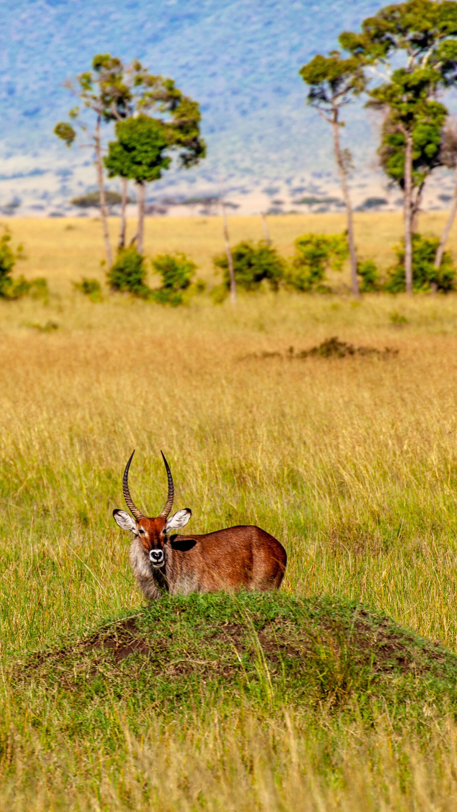 Canon EOS 5D Mark II sample photo. Gazelle, savannah, trees photography