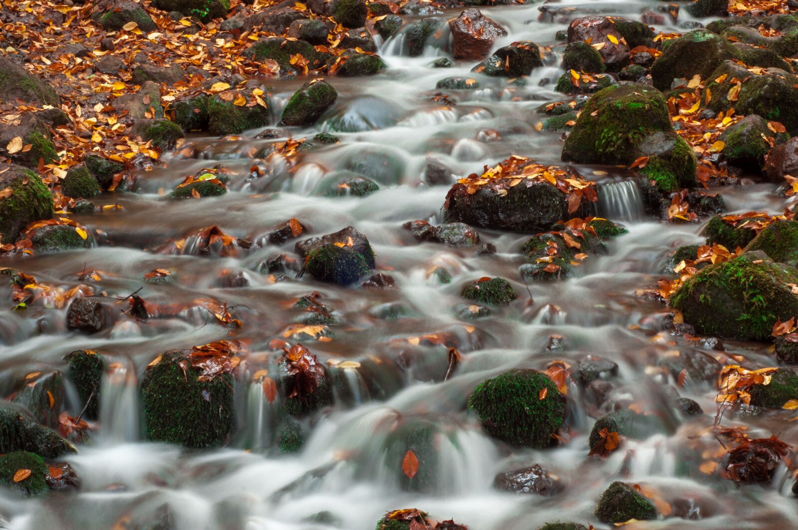 Nikon D90 sample photo. Forest, river, kennedy photography