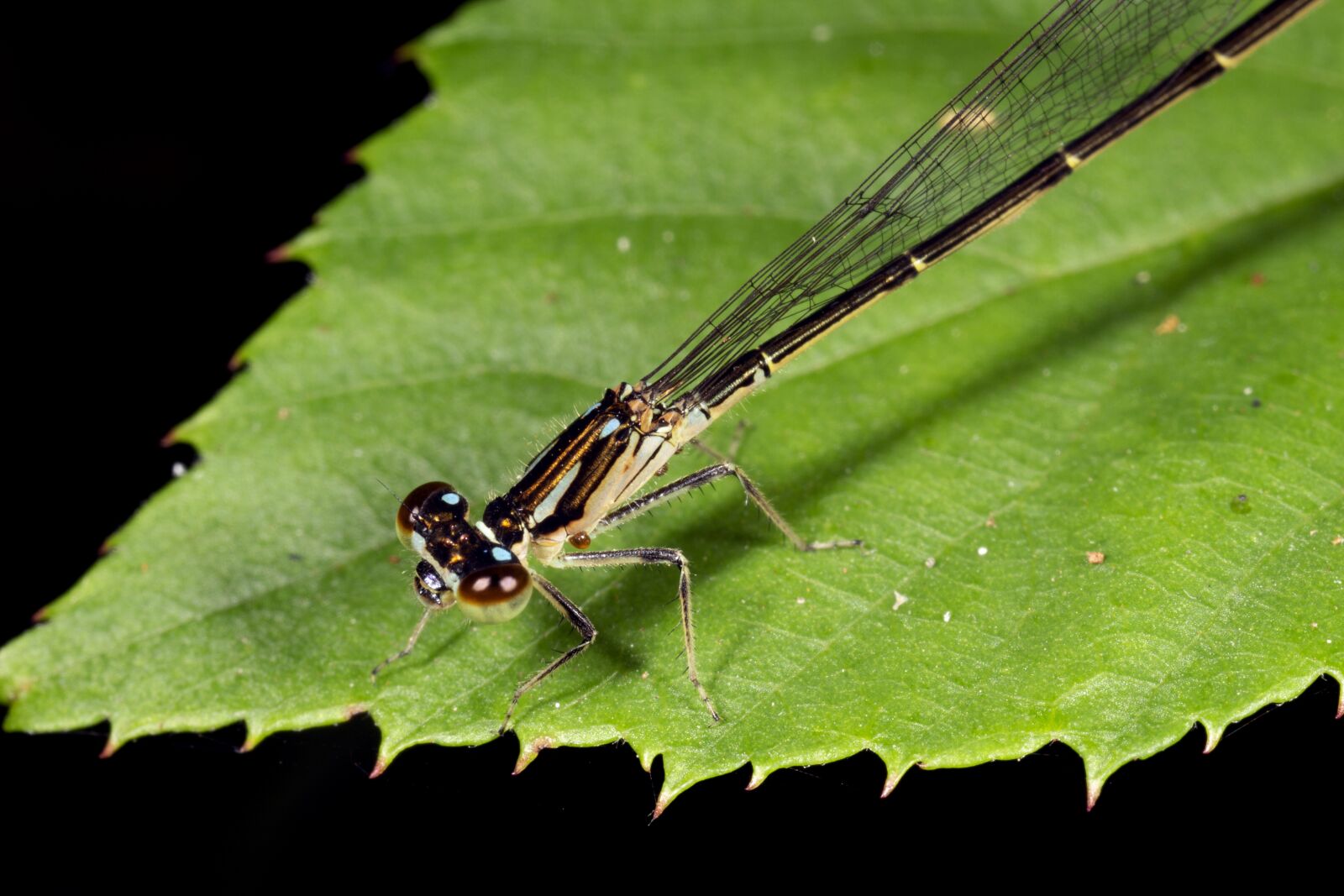 Canon MP-E 65mm F2.5 1-5x Macro Photo sample photo. Damselfly, leaf, dragonfly photography