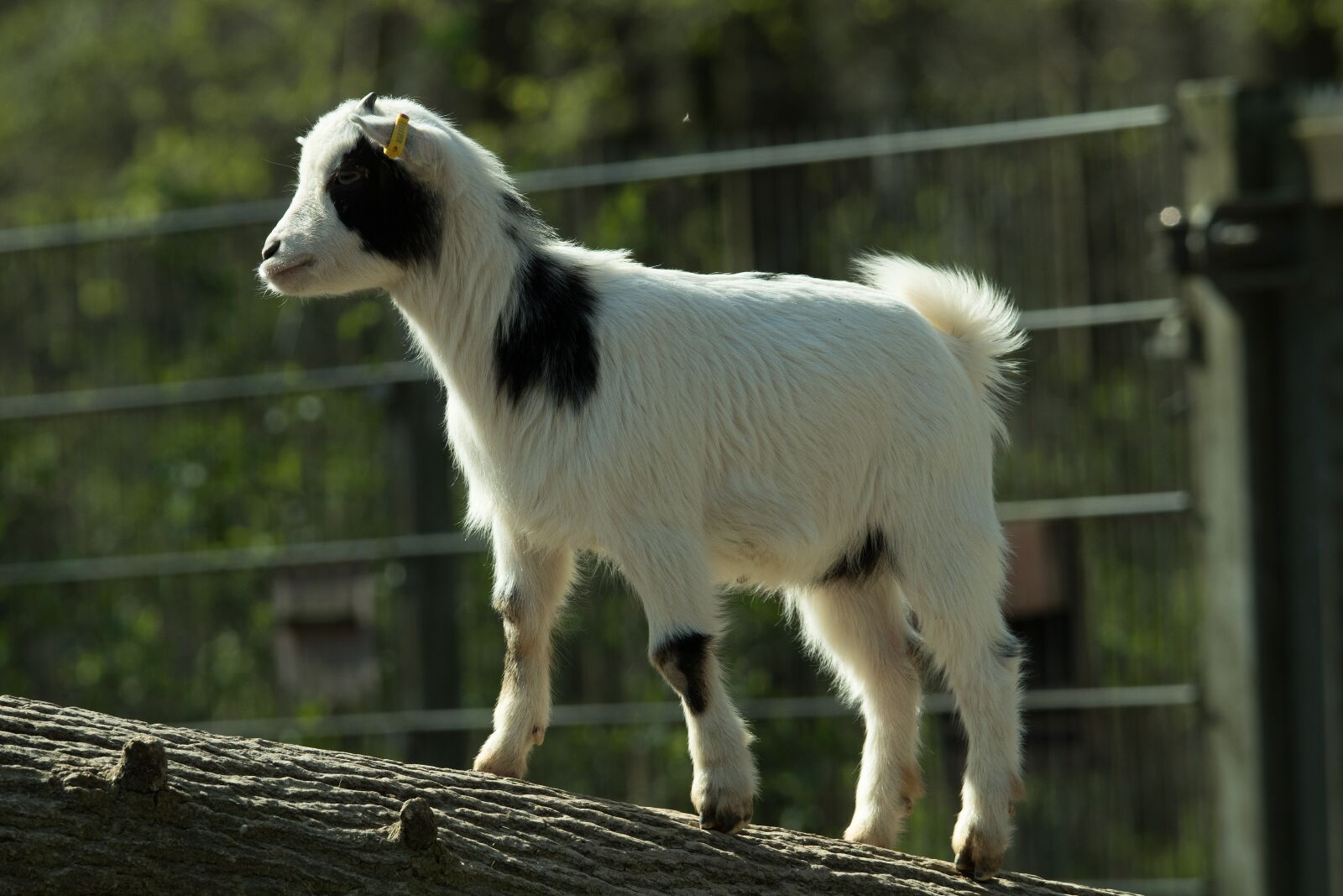 Canon EOS 80D sample photo. Goat, zoo, domestic goat photography