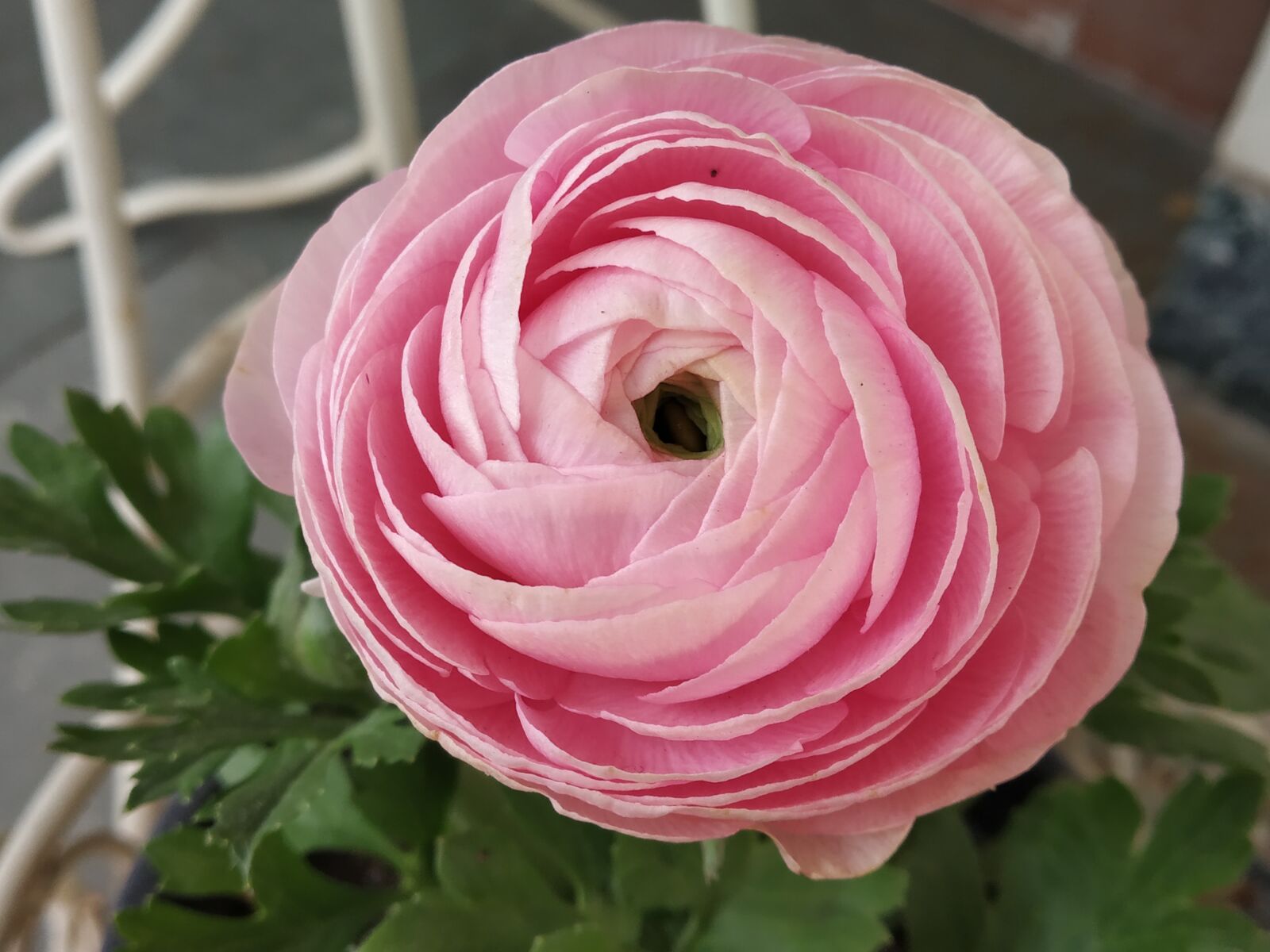 Xiaomi Redmi Note 5 Pro sample photo. Flower, pink, garden photography