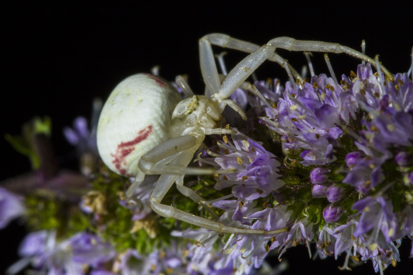 Canon EOS 7D sample photo. Goldenrod crab spider, misumena photography