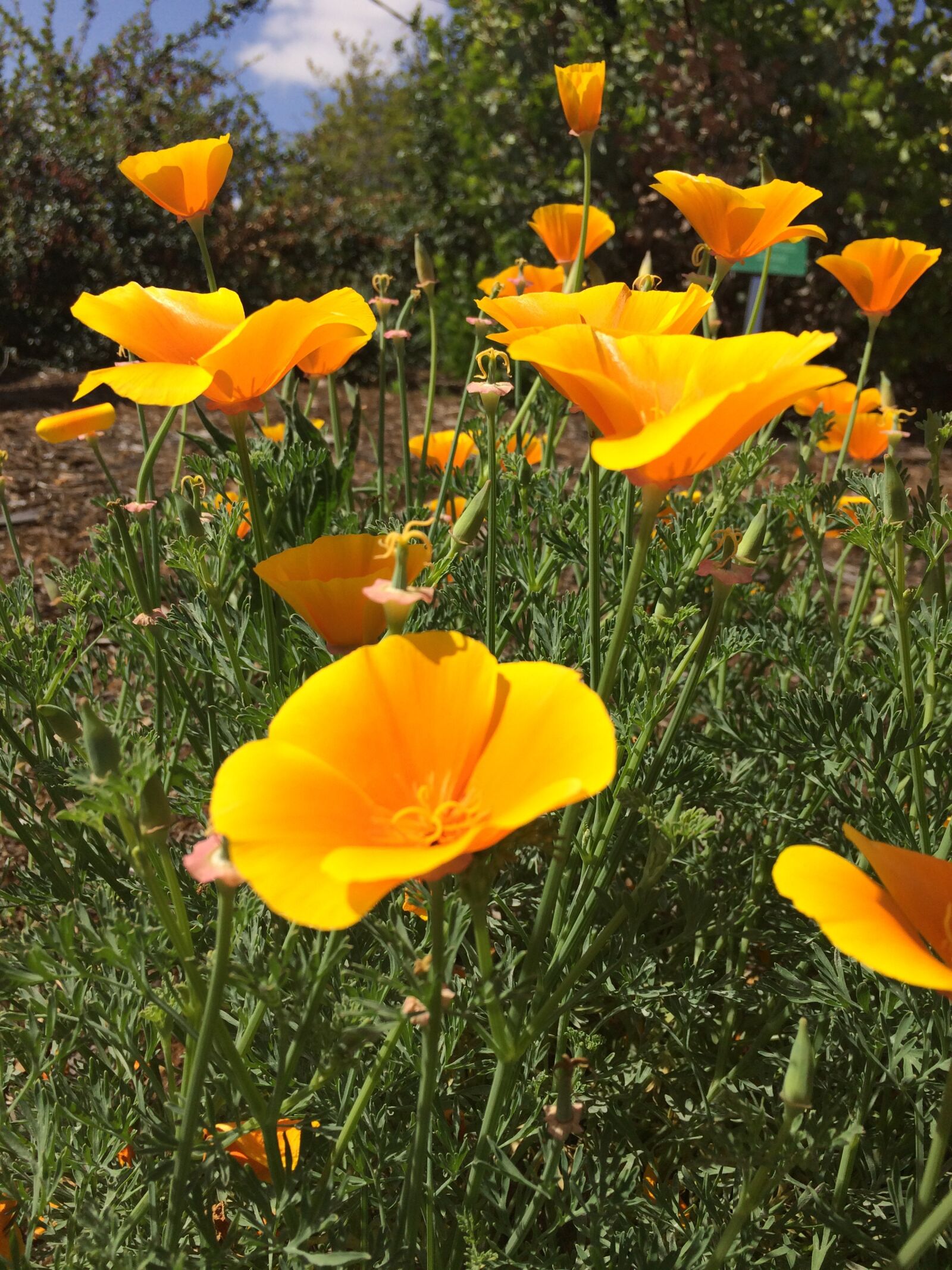 Apple iPhone 5s sample photo. Poppies, california poppies, orange photography