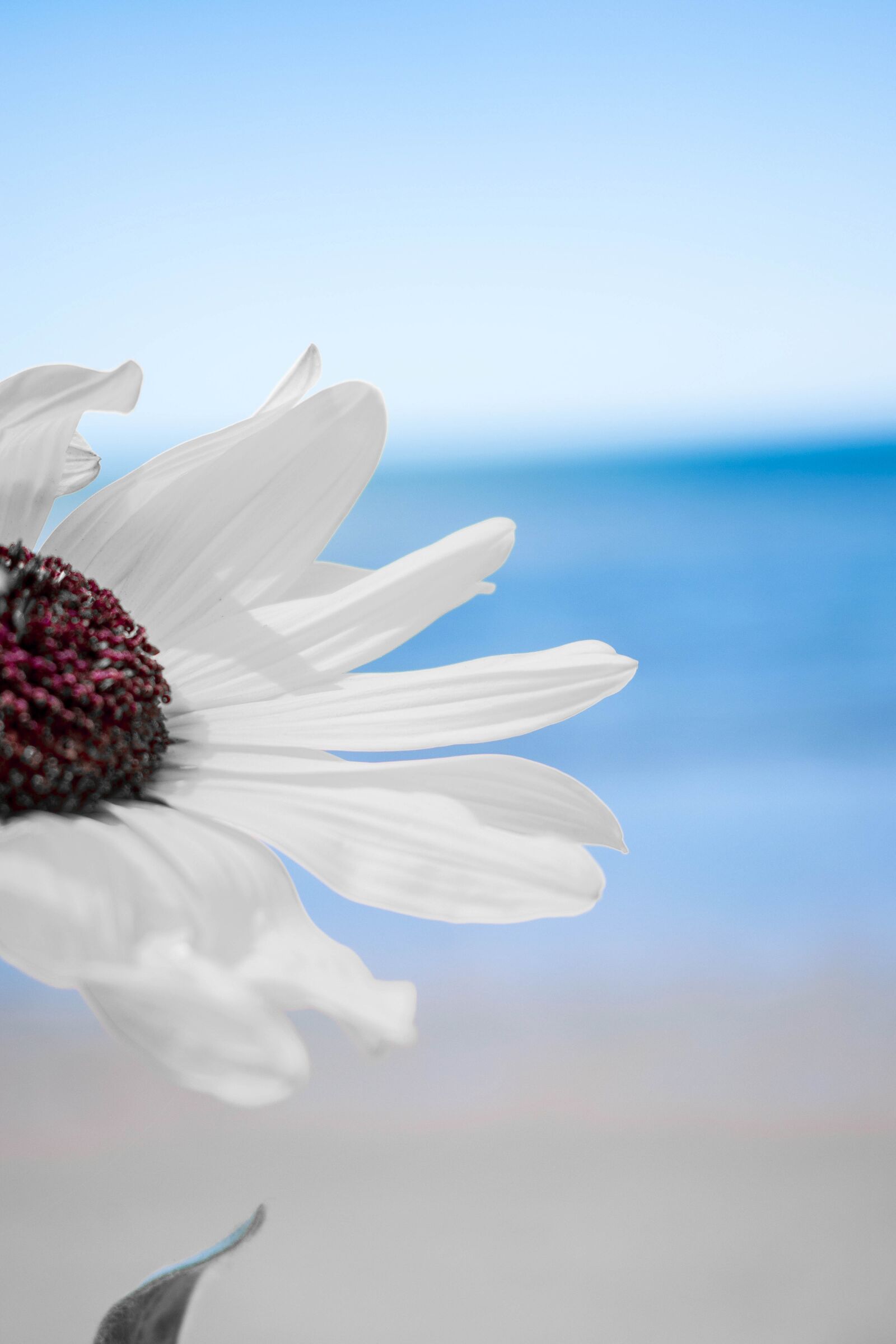 Nikon D3300 sample photo. Flowers, beach, white flowers photography