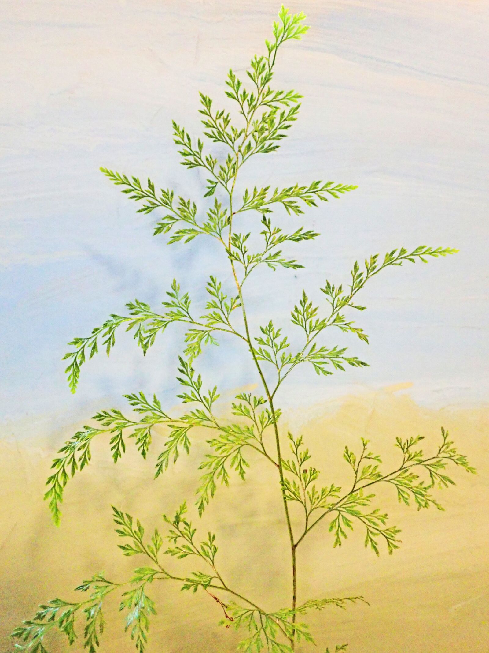 Olympus TG-5 sample photo. Plant, fern, delicate photography