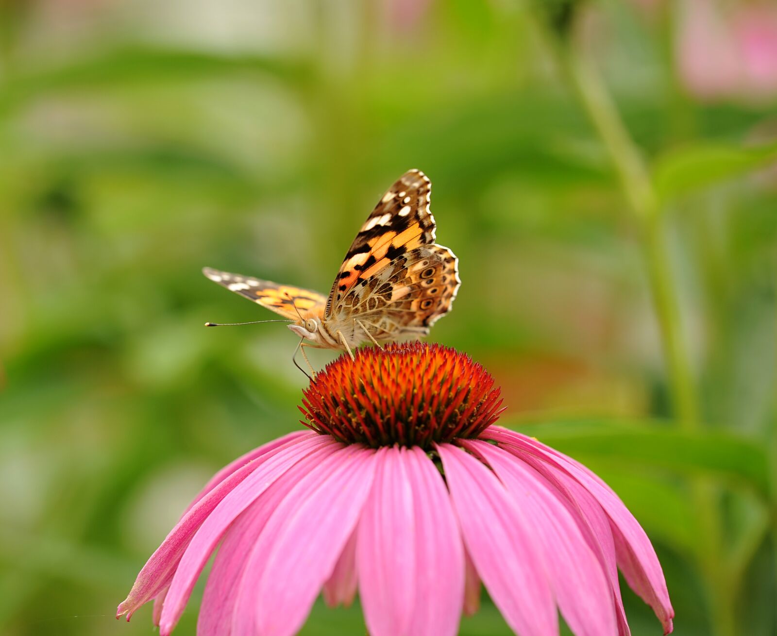 Nikon D3S sample photo. Vanessa cardui, butterfly, insect photography