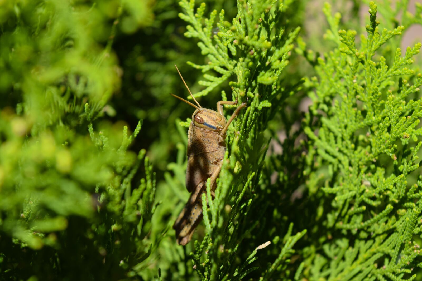Nikon D3300 sample photo. Cricket, green, leafs photography