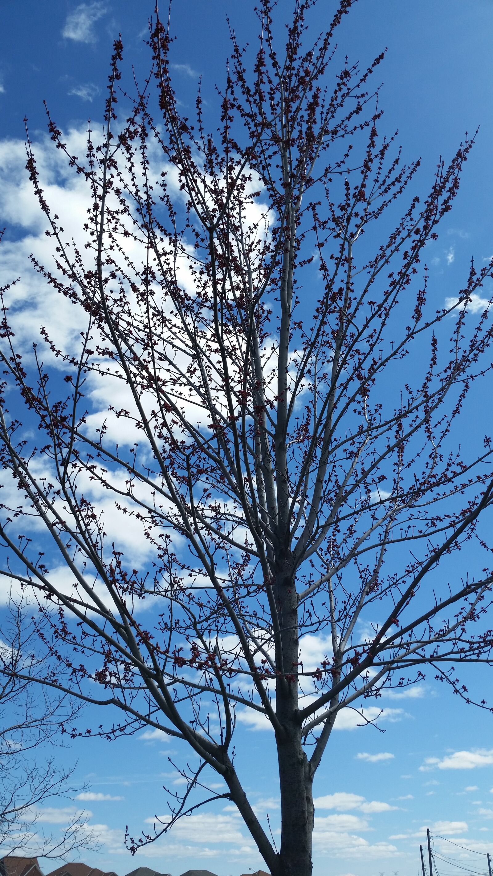 Samsung Galaxy S5 sample photo. Tree, spring, nature photography