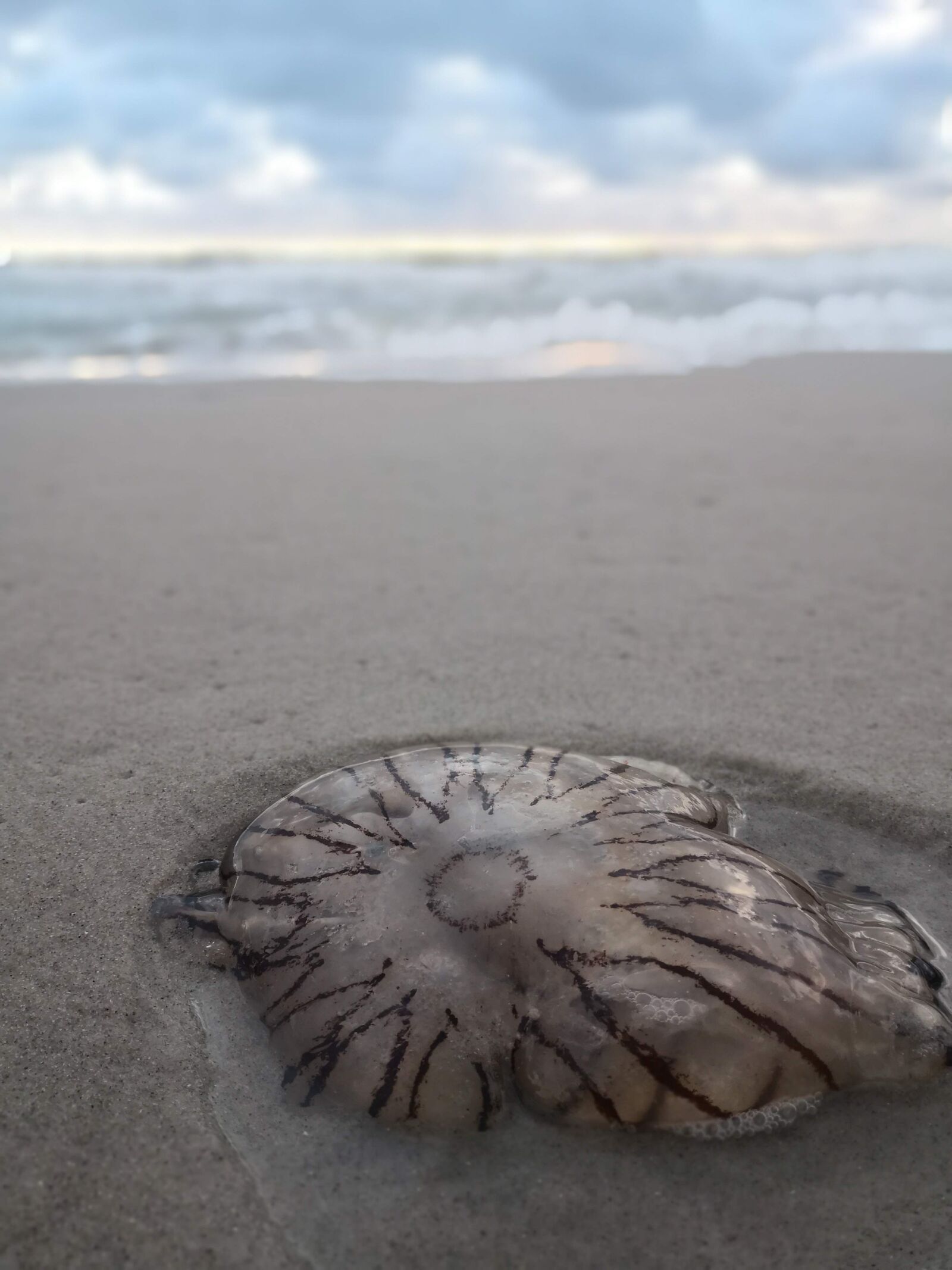HUAWEI Mate 10 Pro sample photo. Jellyfish, sand, sky photography