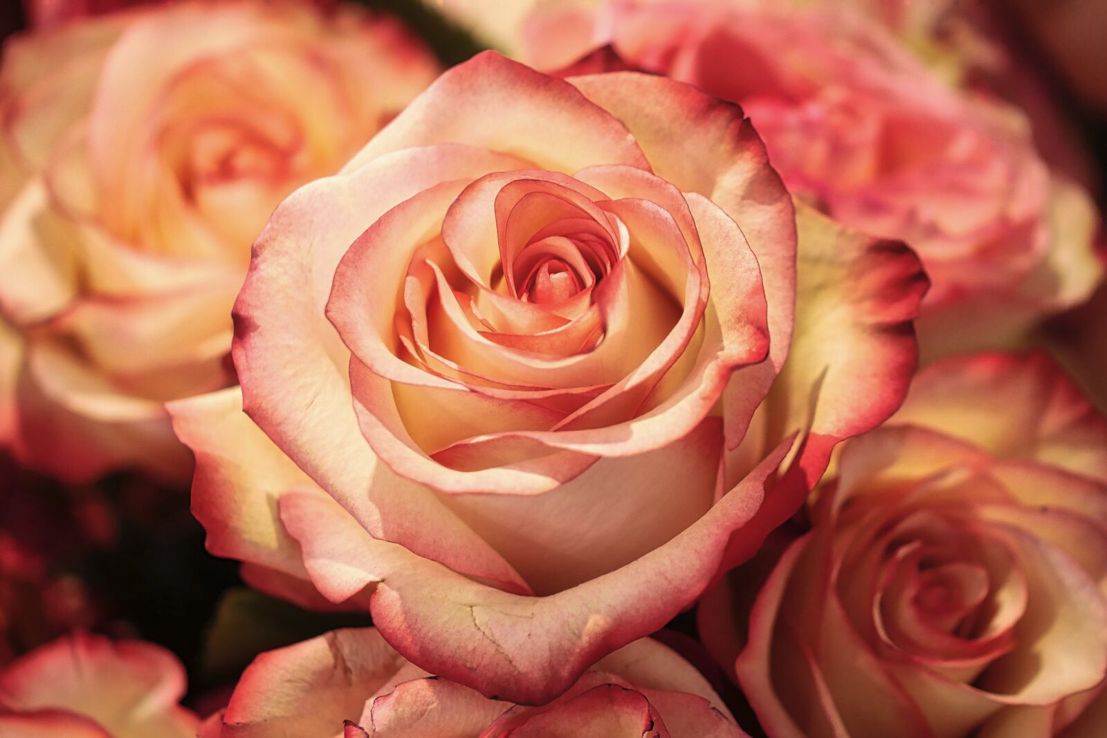 Panasonic Lumix DMC-GX8 sample photo. Rose, flower, petal photography