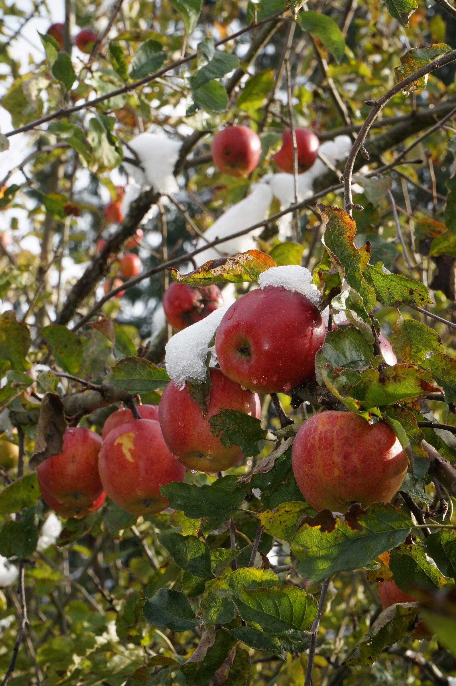 Sony Alpha NEX-6 + Sony E PZ 18-105mm F4 G OSS sample photo. Fruit, tree, branch photography