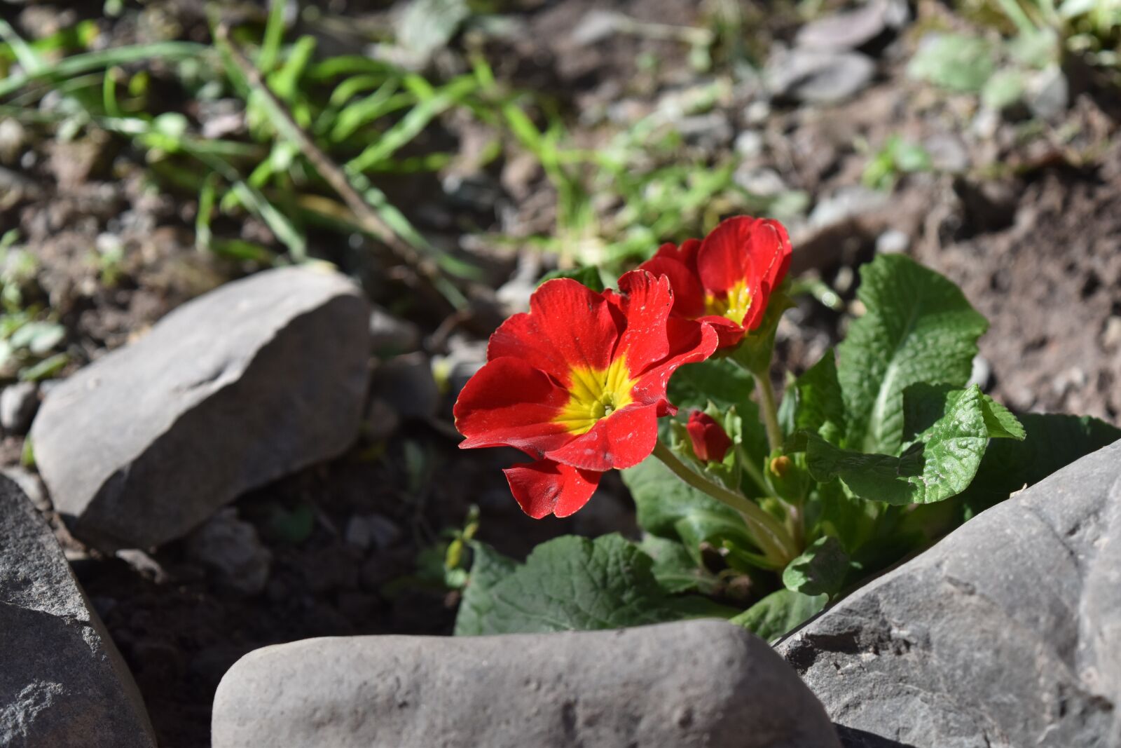 Nikon D5500 sample photo. Flower, nature, beauty photography