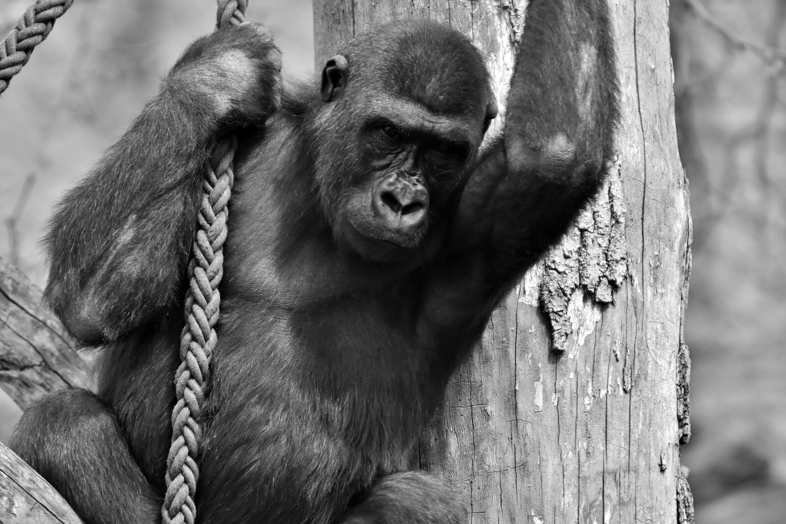 Nikon D7200 sample photo. Gorilla, monkey, animal photography