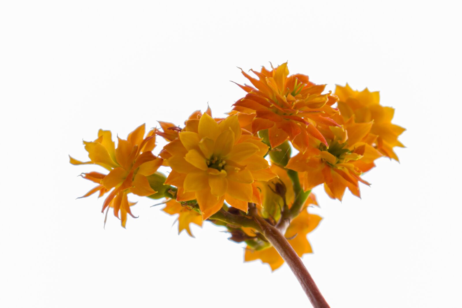 Nikon D3300 sample photo. Flower, orange, white photography