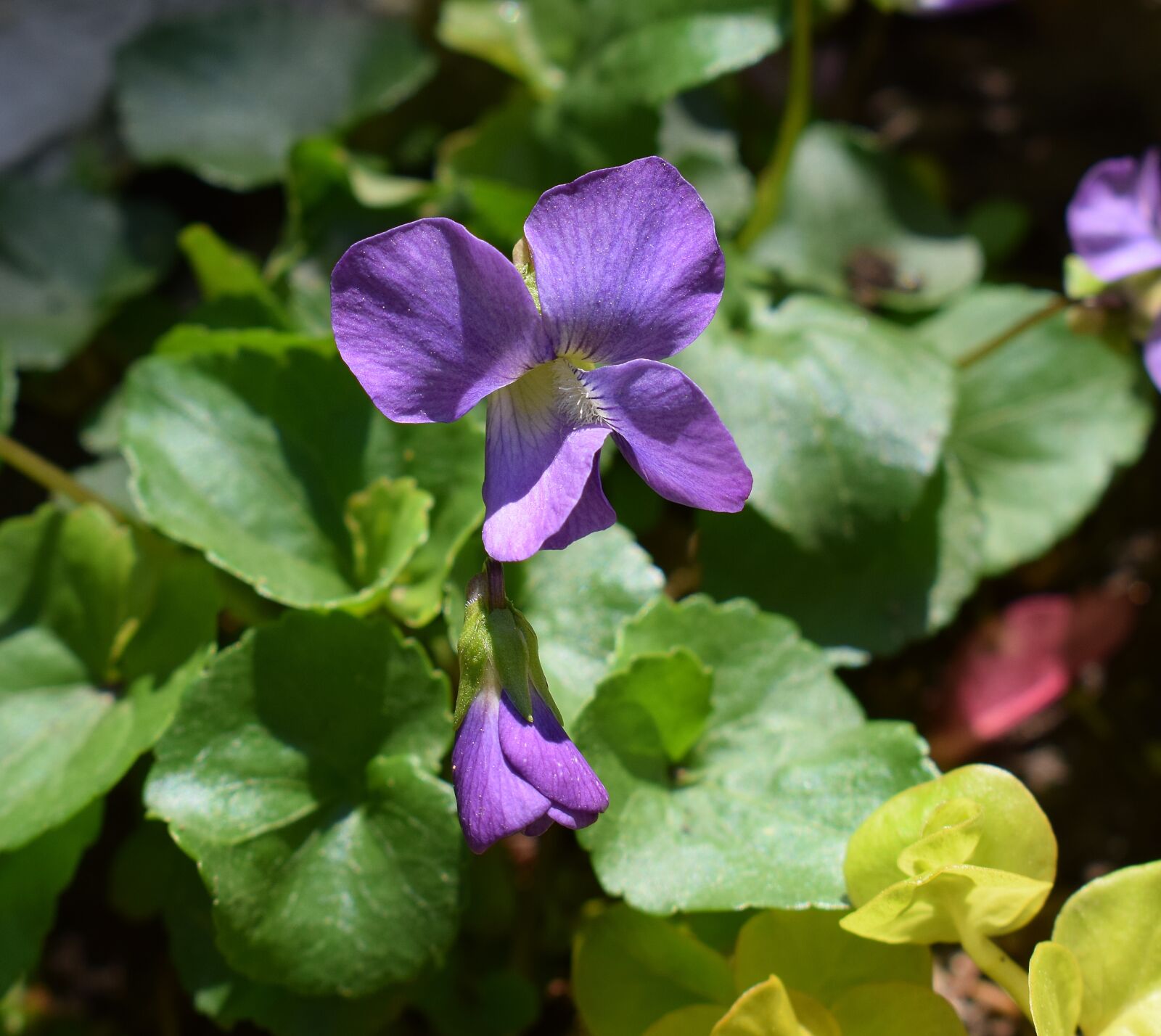 Nikon D3300 sample photo. Violet, moneywort, wildflower photography