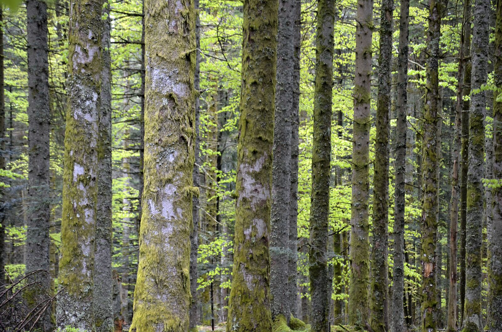 Nikon D5100 sample photo. Forest, spruce, green photography