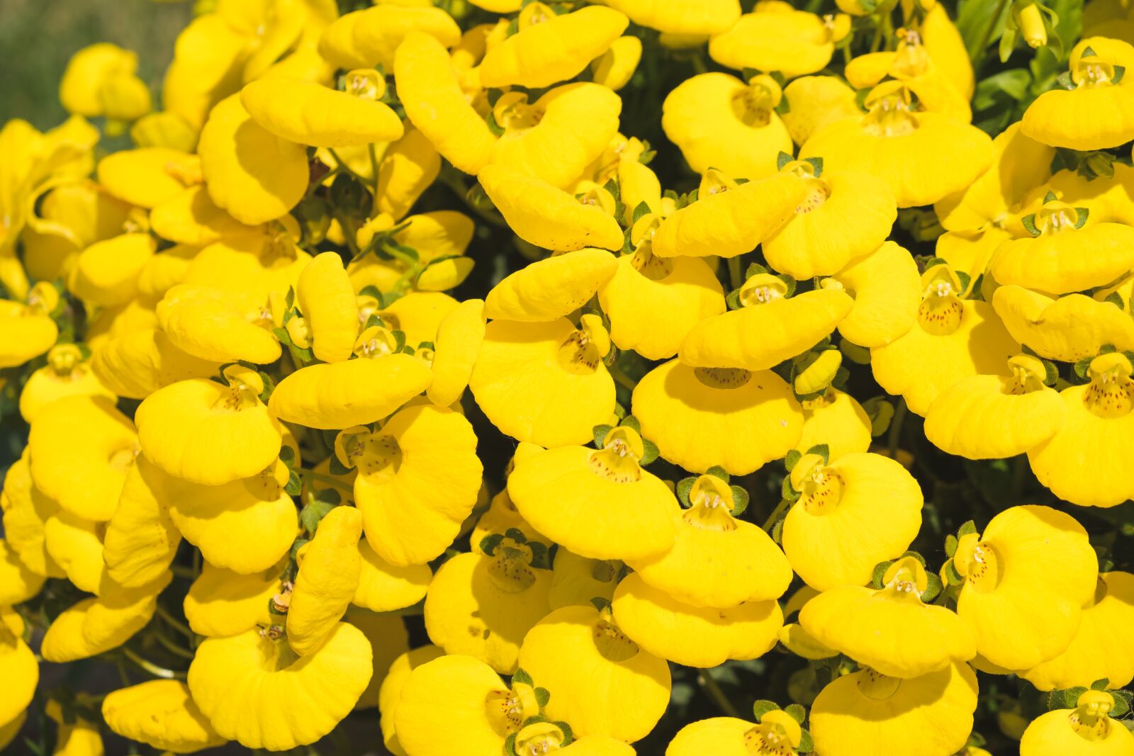 Fujifilm X-T2 sample photo. Flowers, yellow, yellow flower photography