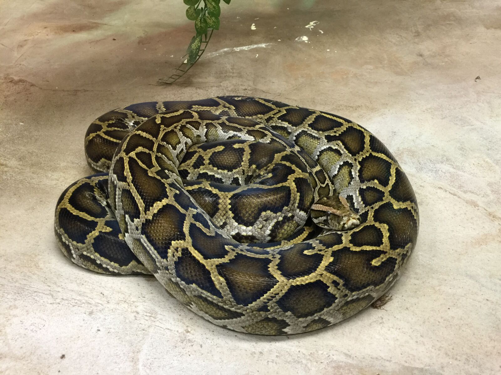 iPhone 6 Plus back camera 4.15mm f/2.2 sample photo. Snake, reptile, close up photography