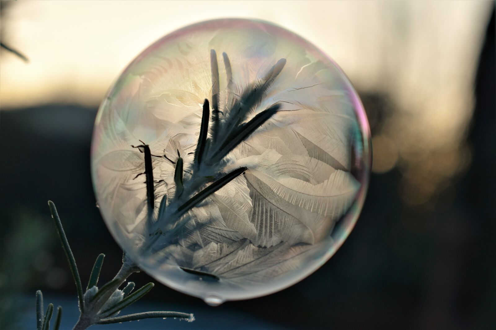 Nikon D5500 sample photo. Soap bubble, frozen, eiskristalle photography