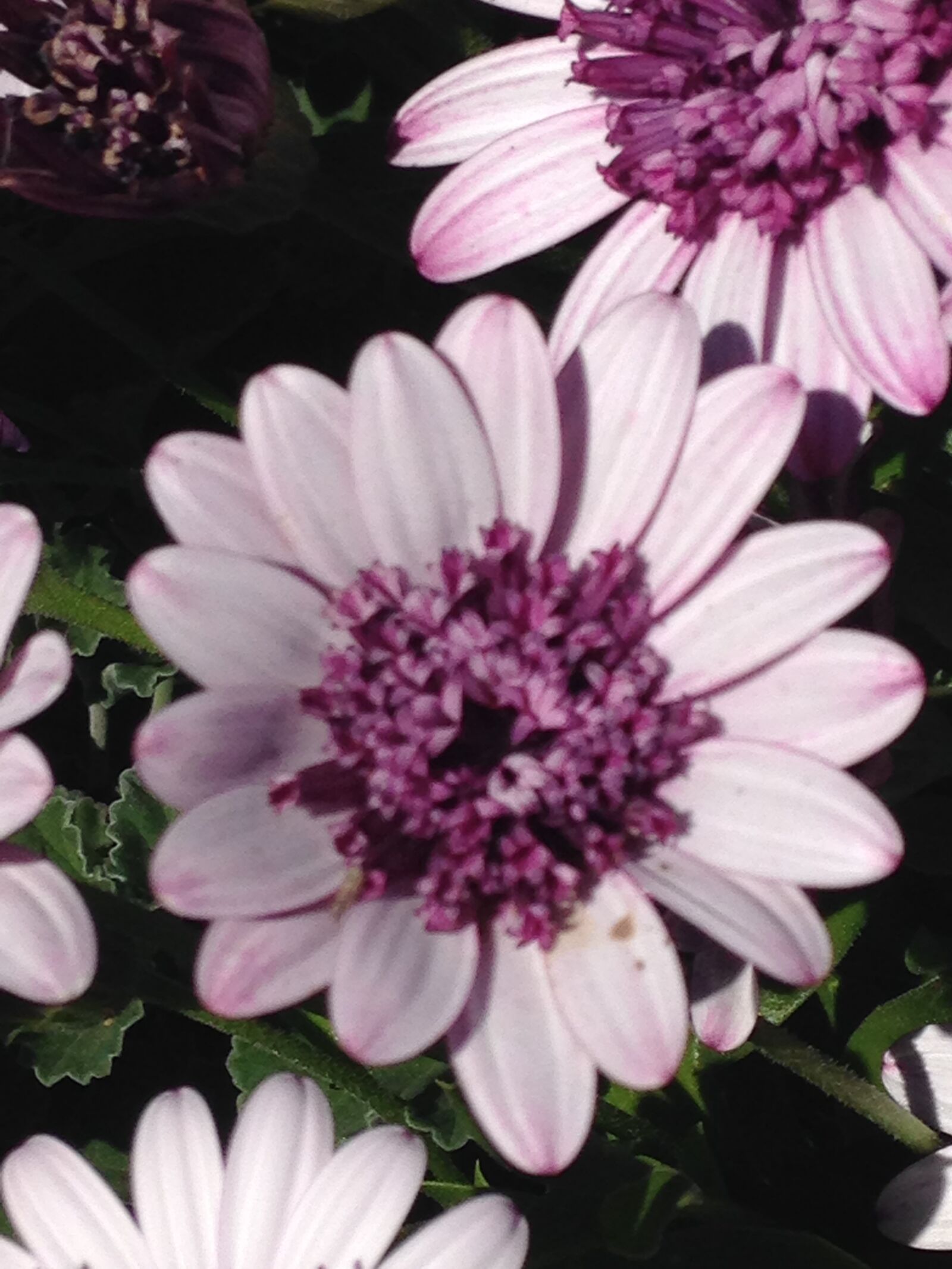 iPhone 5c back camera 4.12mm f/2.4 sample photo. Flower, flowers, light, purple photography