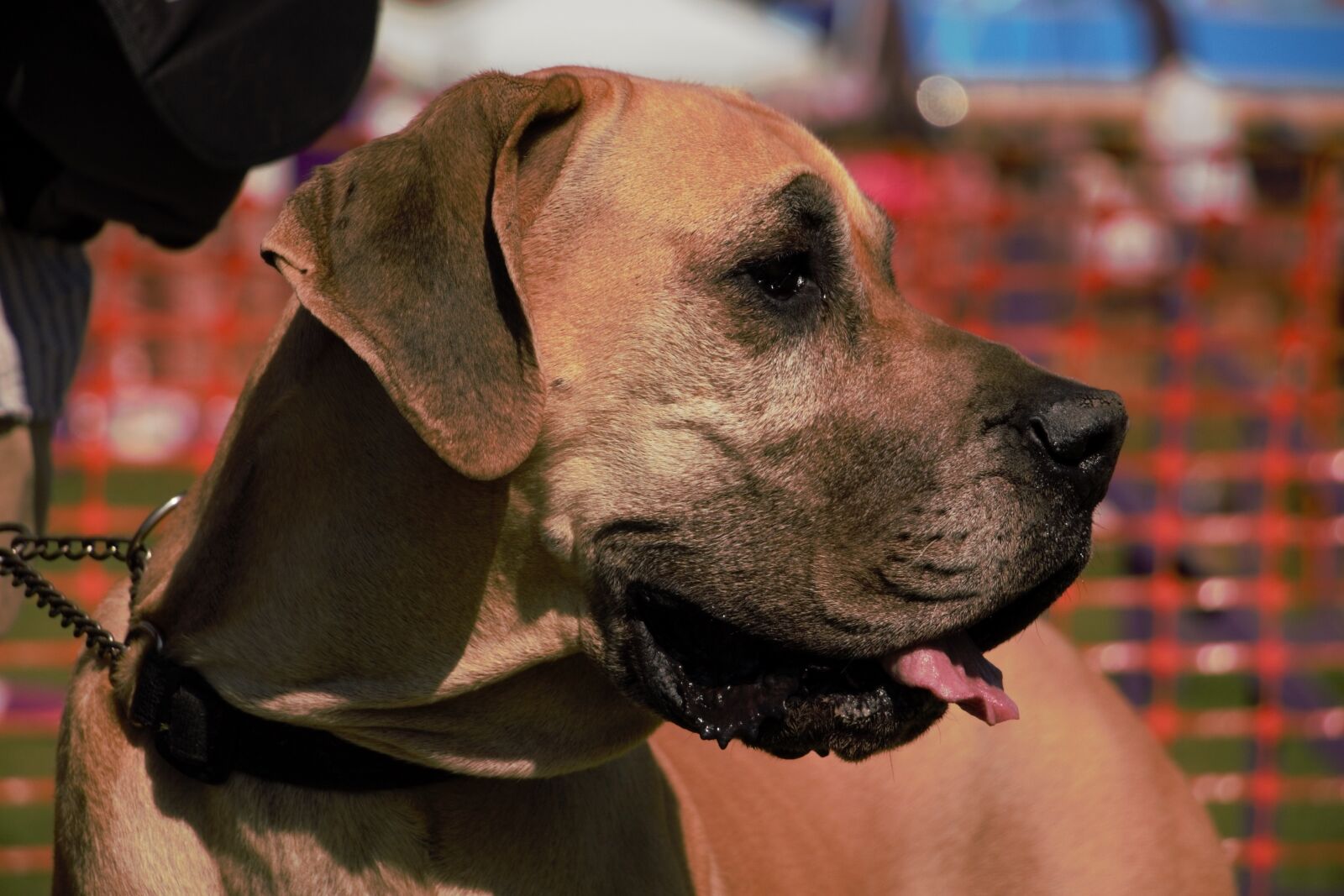 Canon EOS 700D (EOS Rebel T5i / EOS Kiss X7i) sample photo. Dog, pet, animal photography