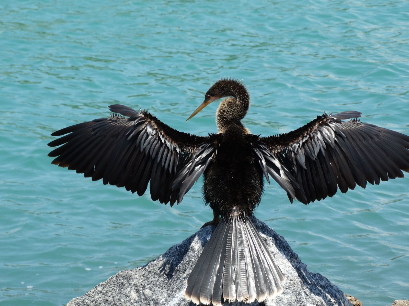 Sony Cyber-shot DSC-HX300 sample photo. Anhinga, bird, wildlife photography