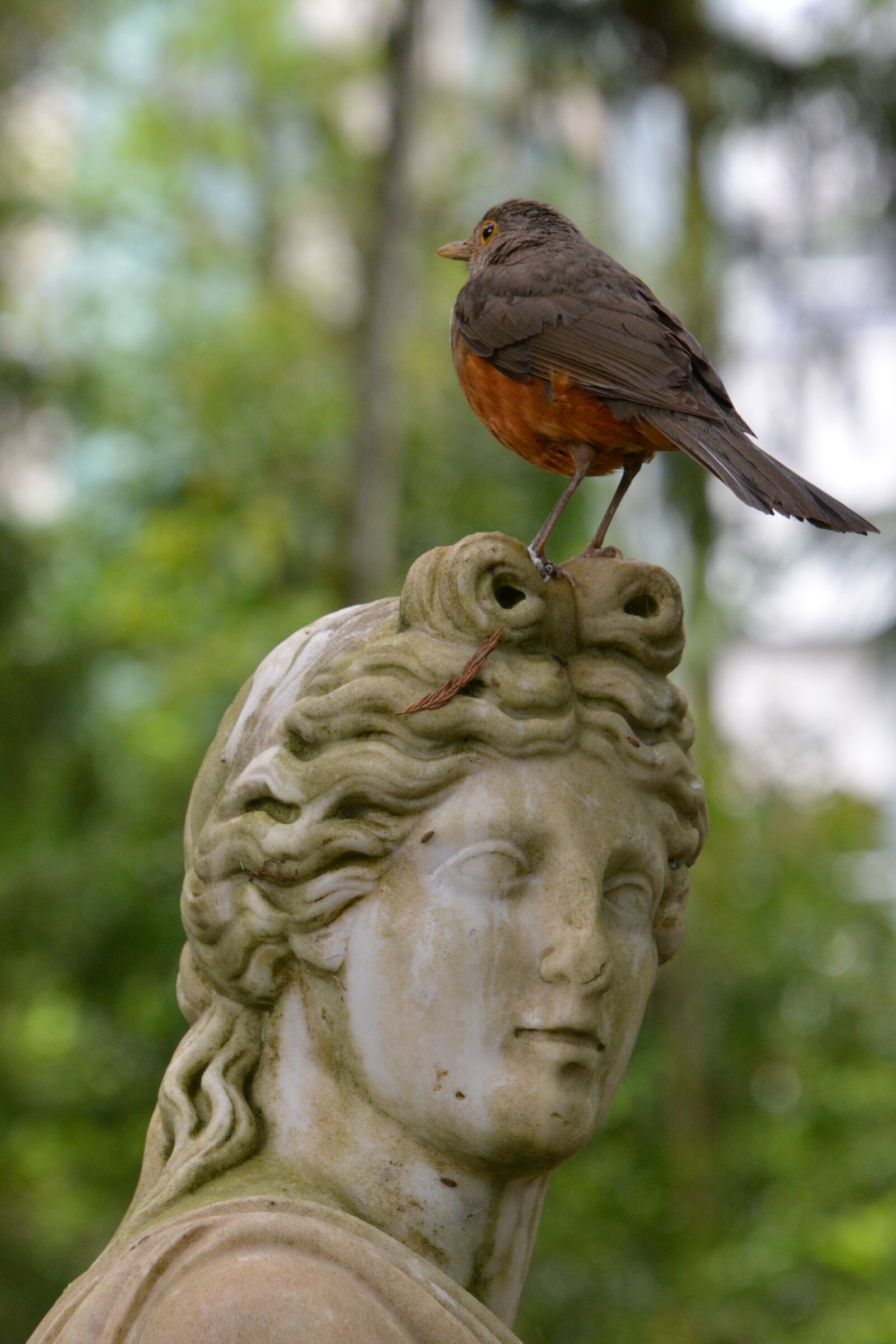 Nikon D5200 sample photo. Statue, bird, humor photography