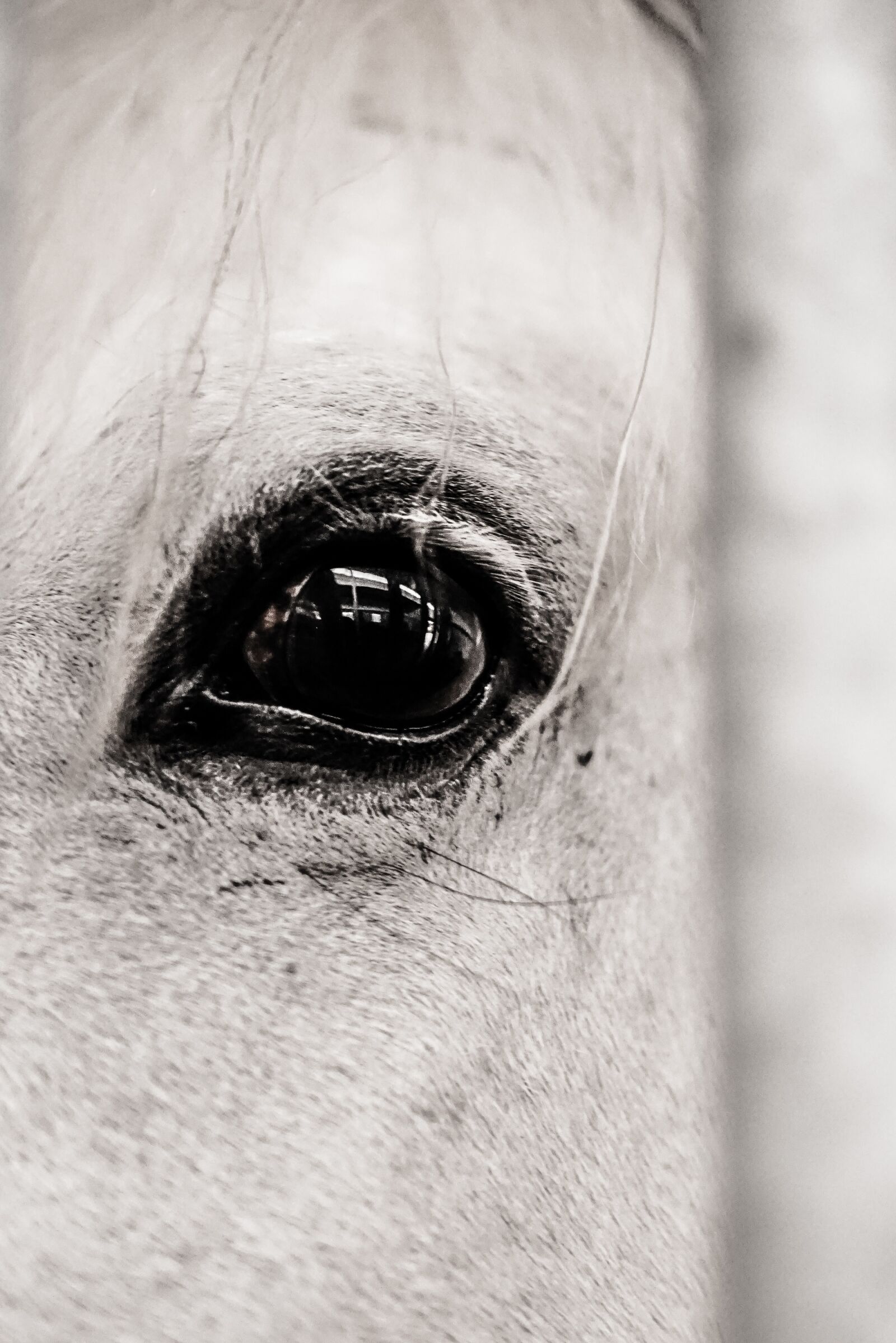 E 50mm F1.8 OSS sample photo. Horse, eye, animal photography