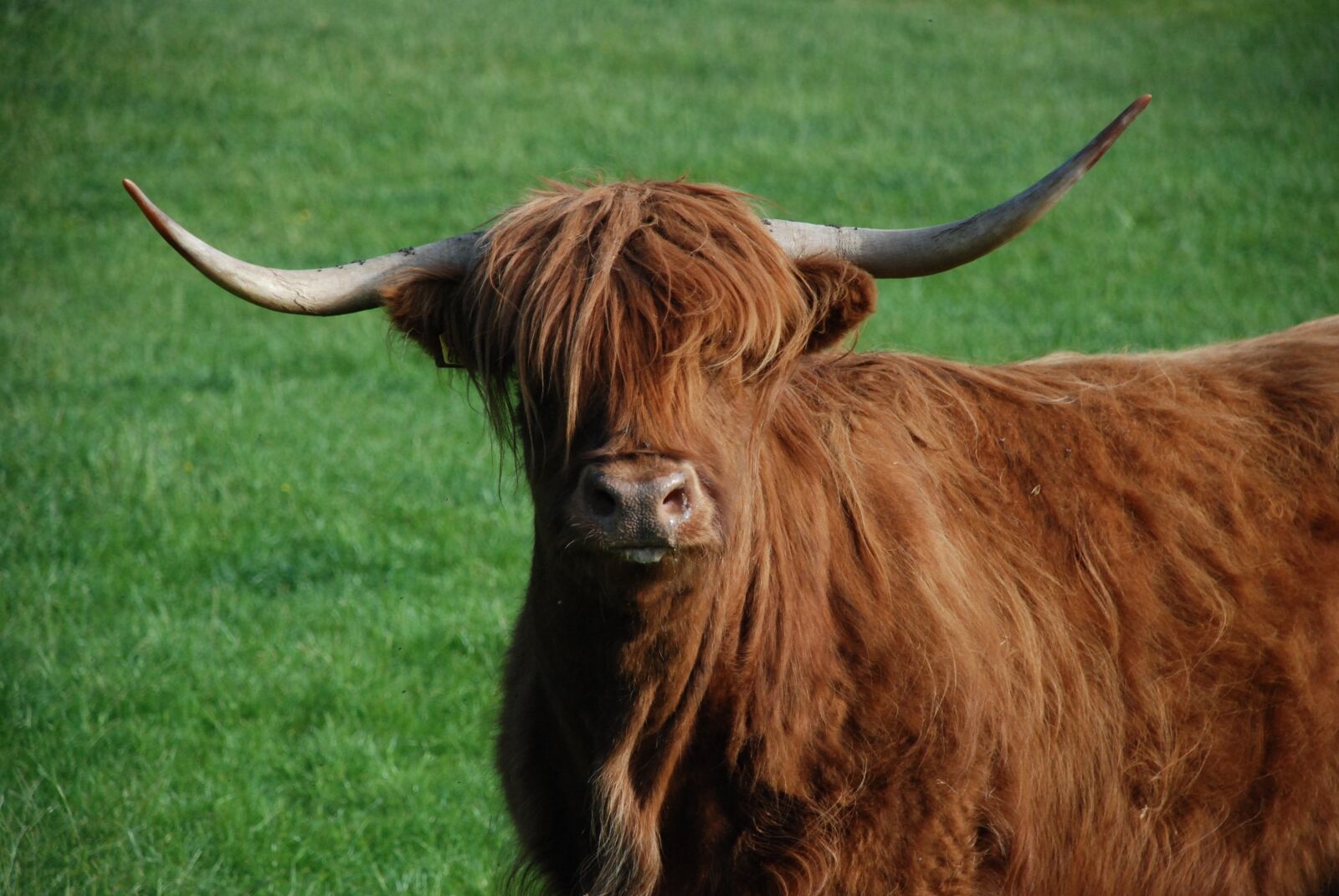 Nikon D80 sample photo. Beef, cow, highlandrind photography