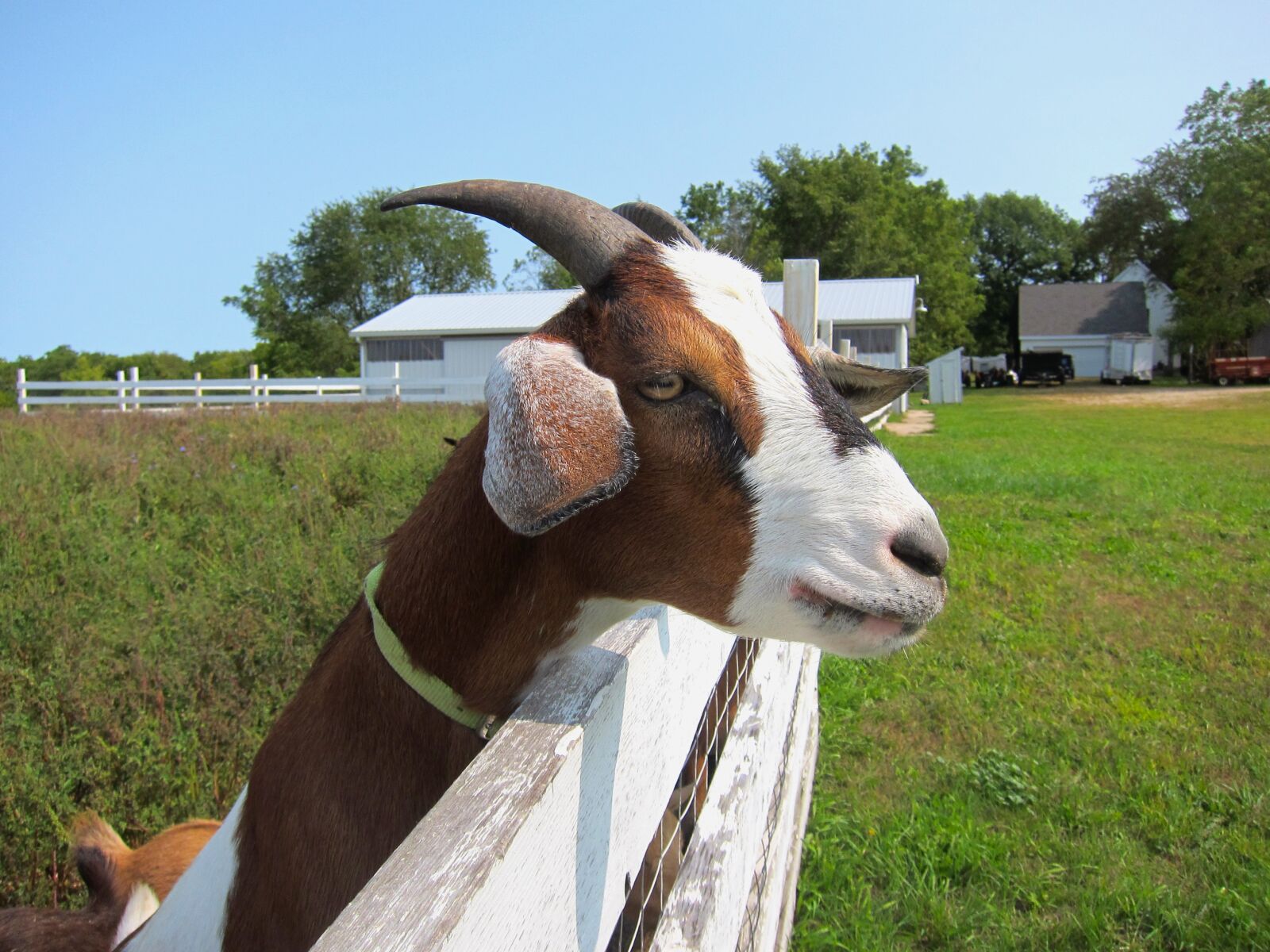 Canon PowerShot S95 sample photo. Goat, farm, animal photography