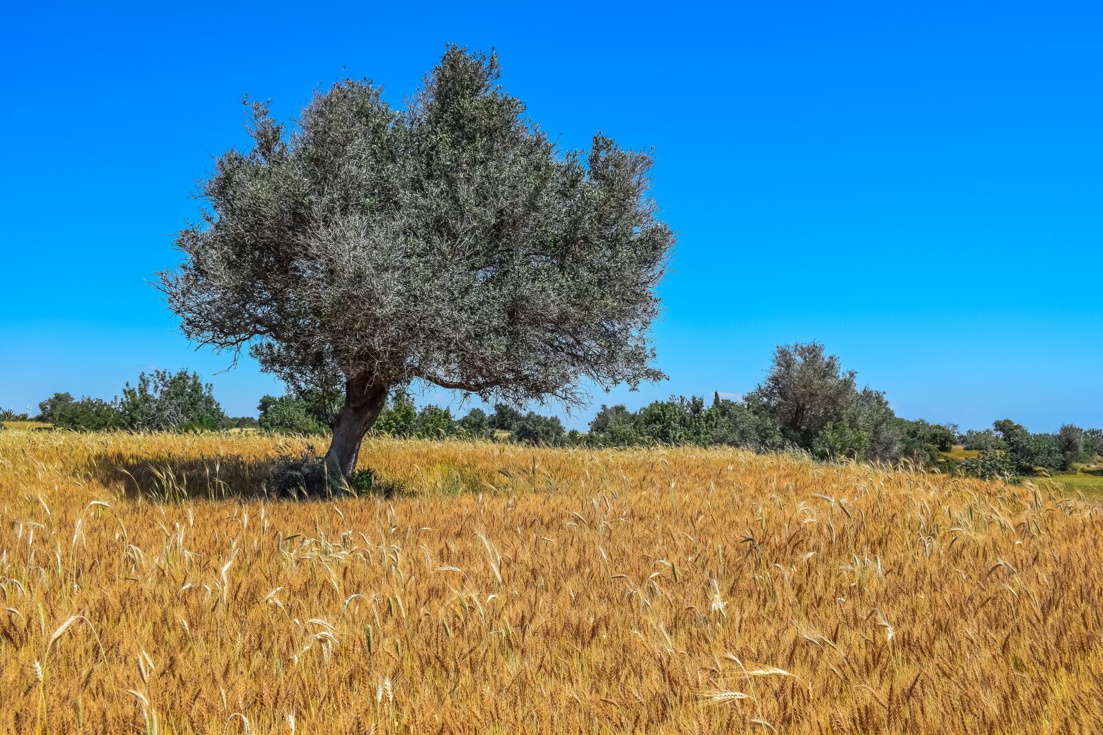 Nikon D3300 sample photo. Nature, tree, landscape photography