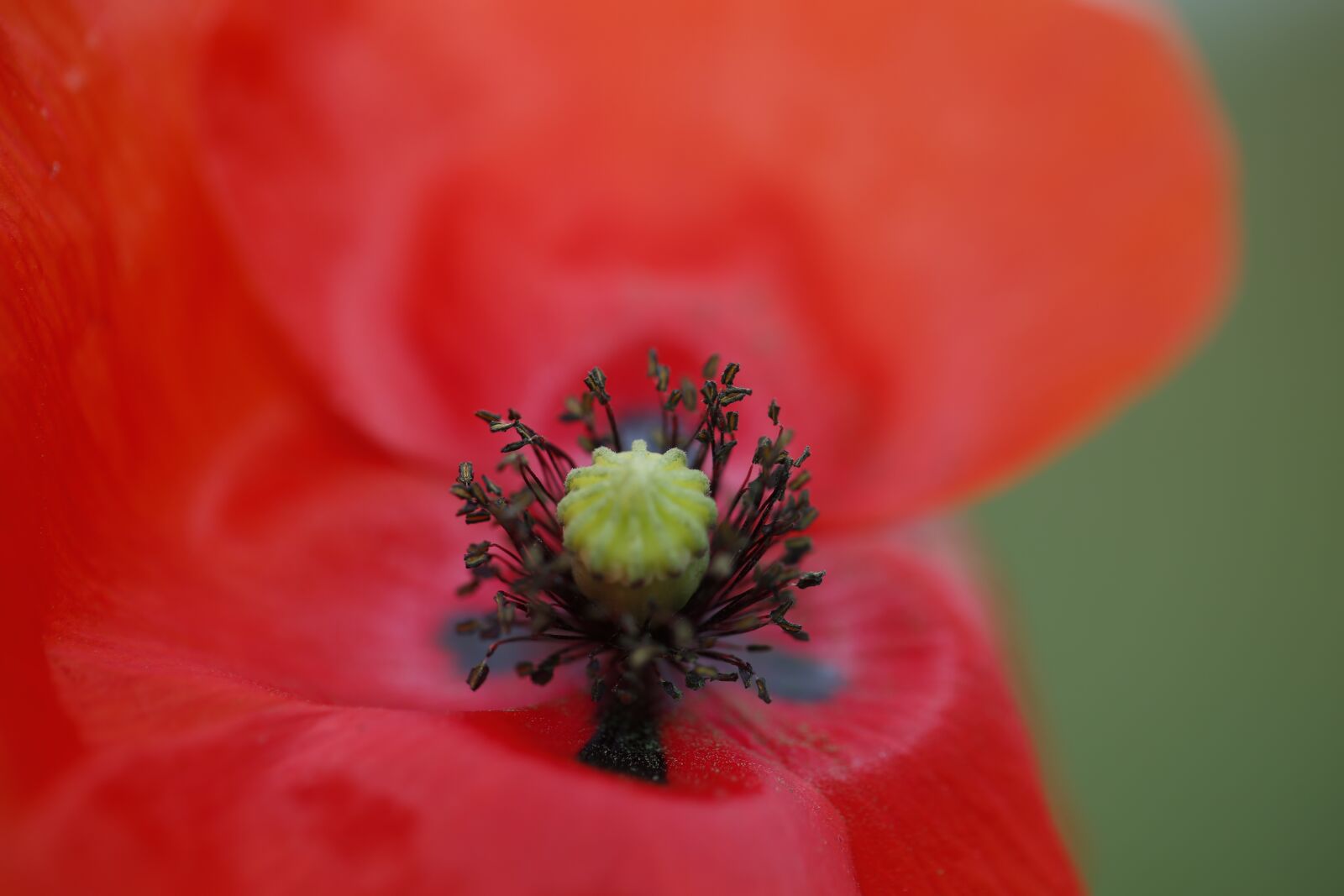 Canon EF 100mm F2.8L Macro IS USM sample photo. Poppy, flower, nature photography