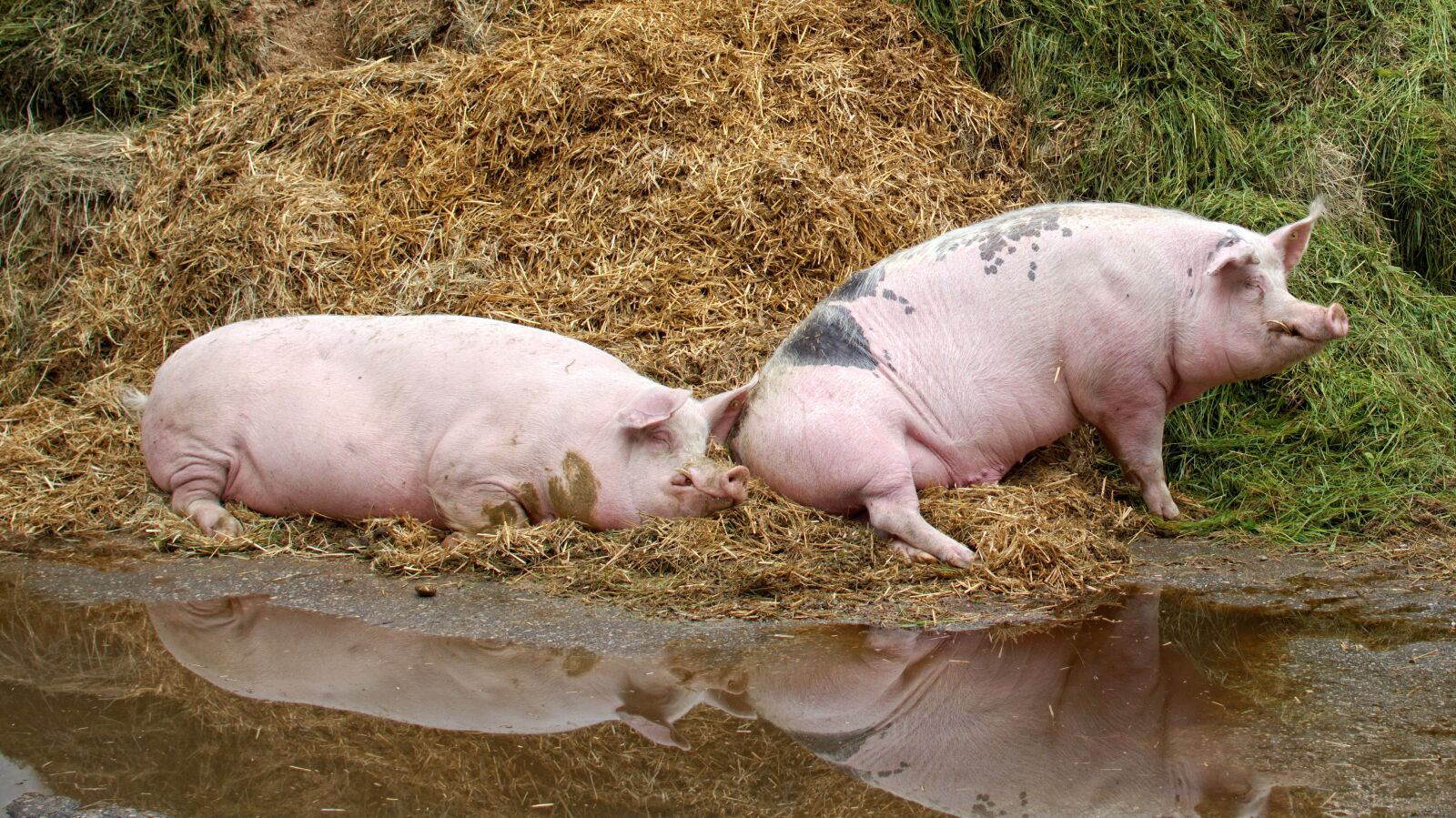 Nikon D7100 sample photo. Pig, domestic pig, farm photography