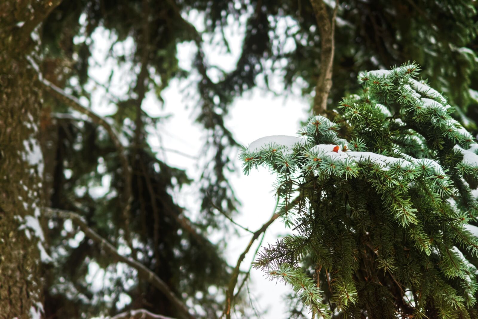 Nikon D5300 sample photo. Landscape, winter, branches photography