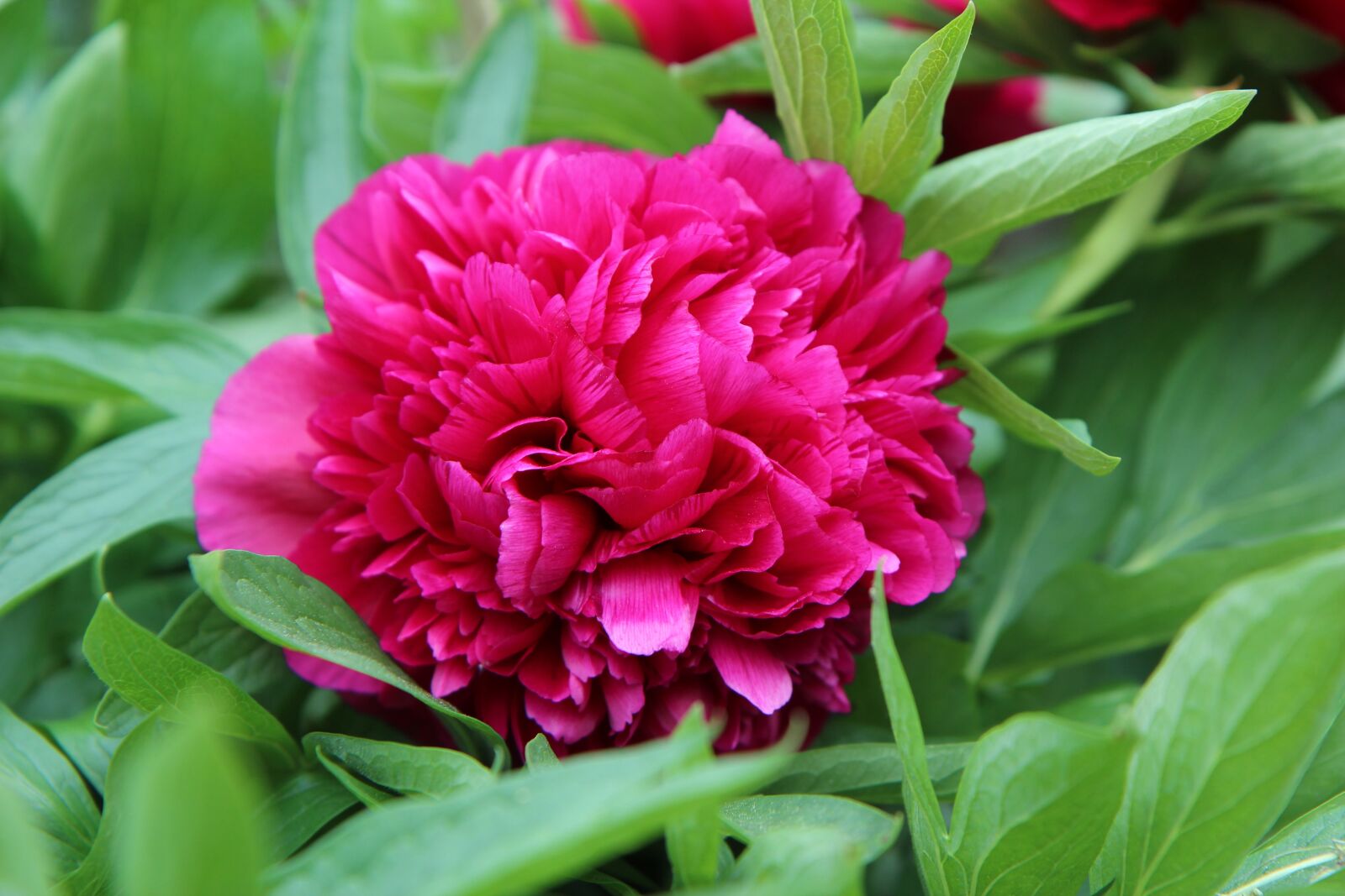 Canon EOS 600D (Rebel EOS T3i / EOS Kiss X5) sample photo. Peony, peony red, spring-flowering photography