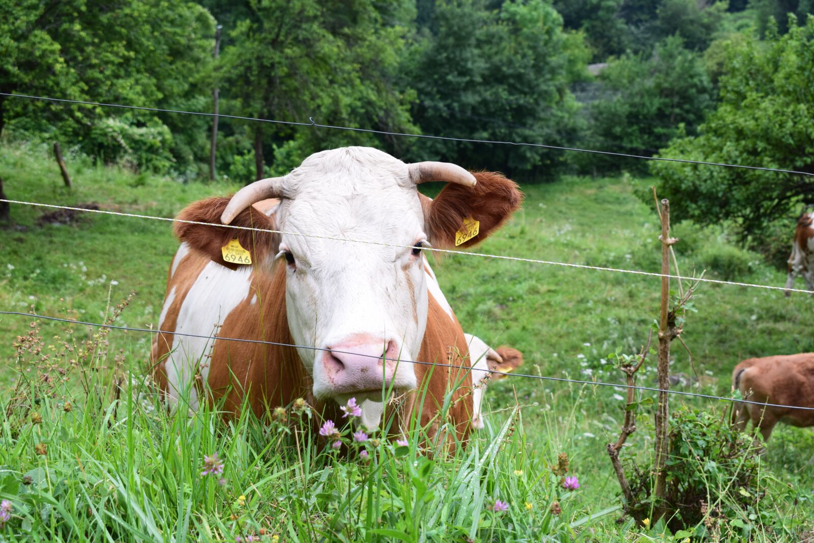 Nikon D5300 sample photo. Cow, mountain, mountains photography
