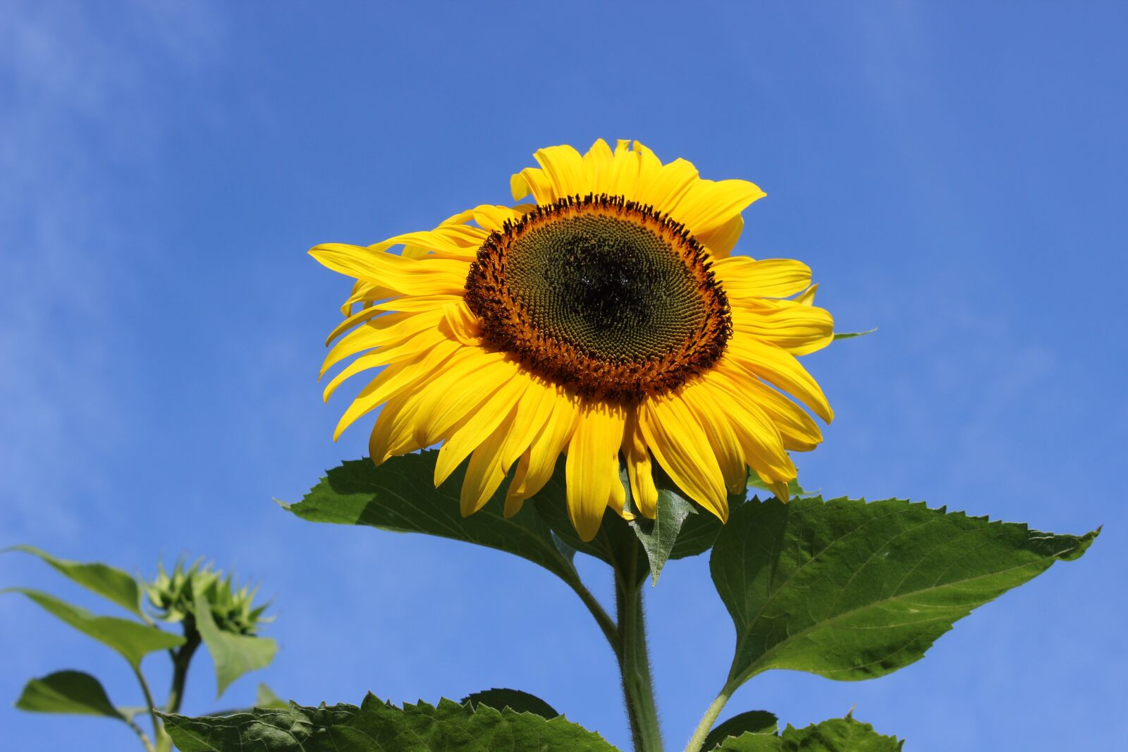 Canon EOS 600D (Rebel EOS T3i / EOS Kiss X5) sample photo. Sunflower, germany, sunshine photography