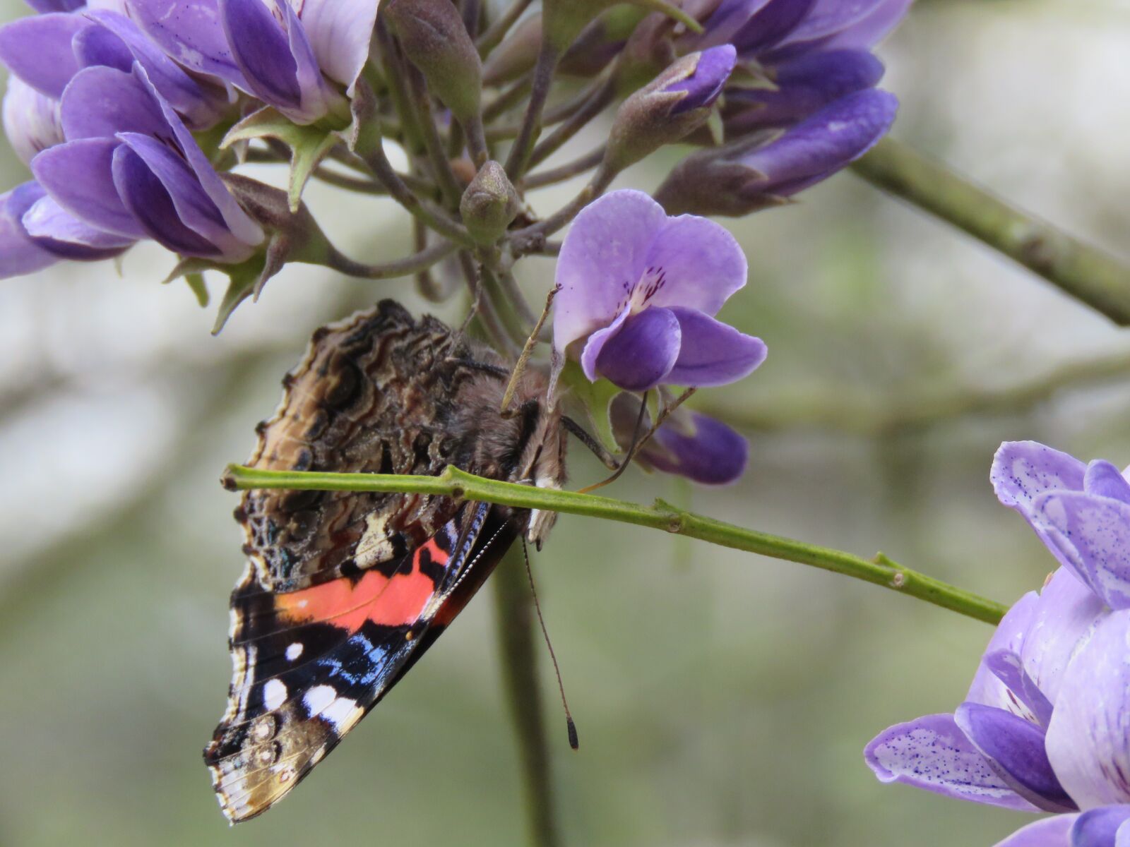 Canon PowerShot SX60 HS sample photo. Butterfly, closeup, brown photography