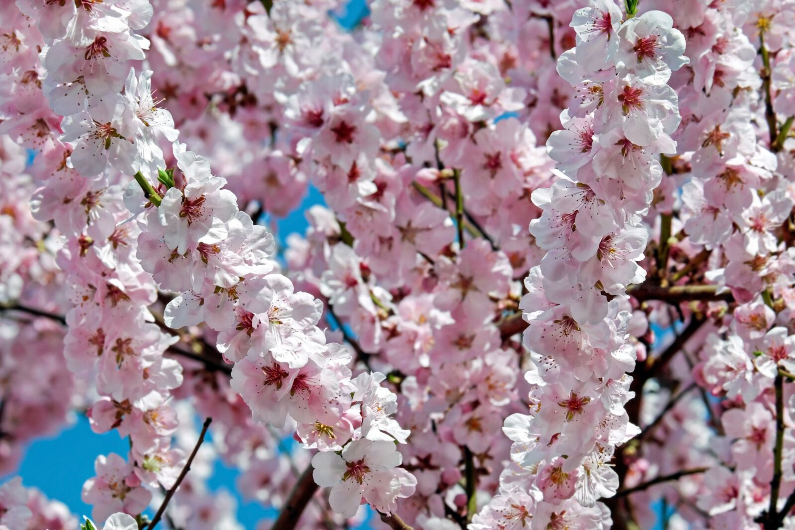 Fujifilm X-T10 + Fujifilm XC 50-230mm F4.5-6.7 OIS sample photo. Japanese cherry trees, flowers photography