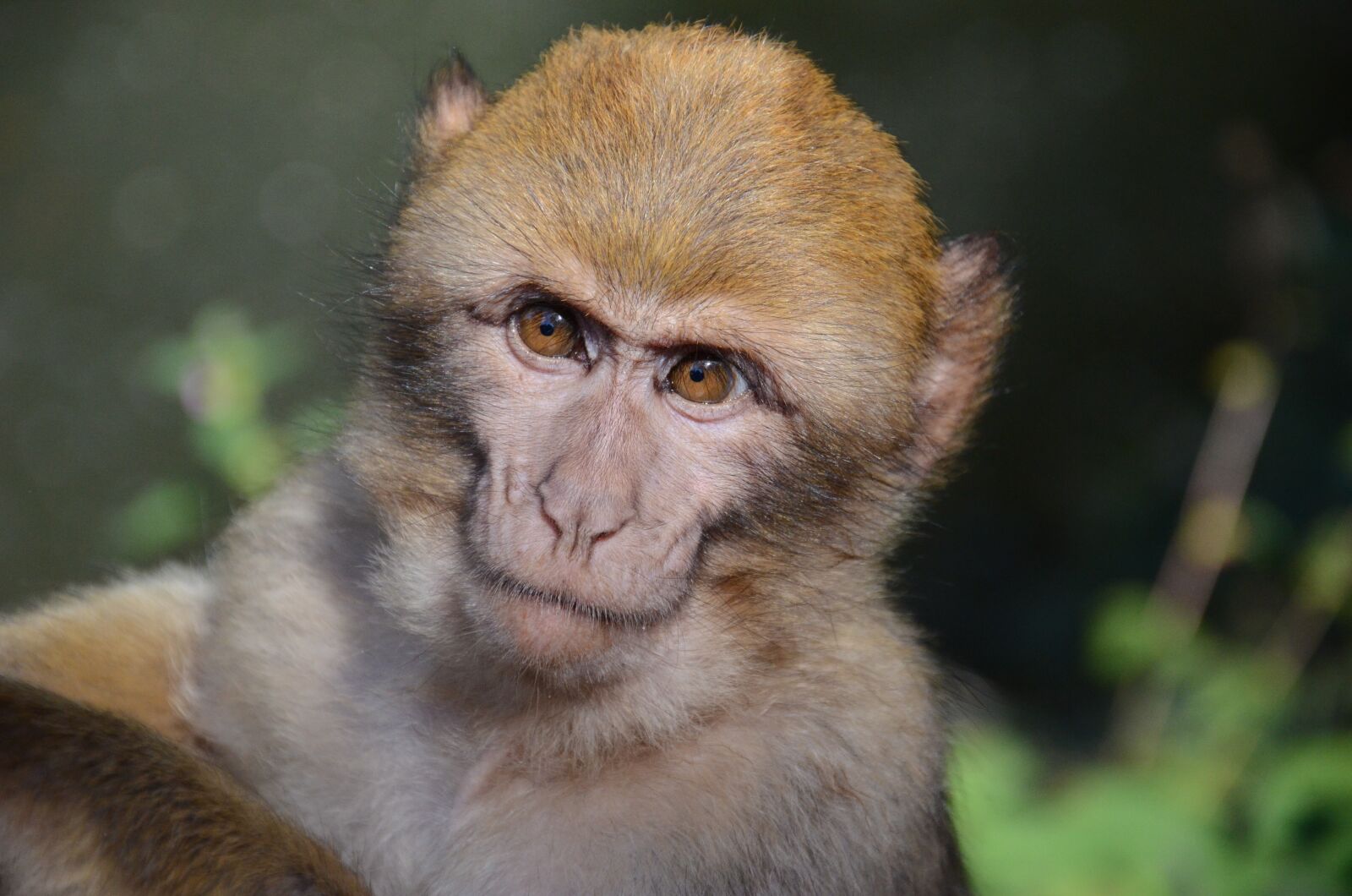 Nikon D7000 sample photo. Monkey, face, zoo photography