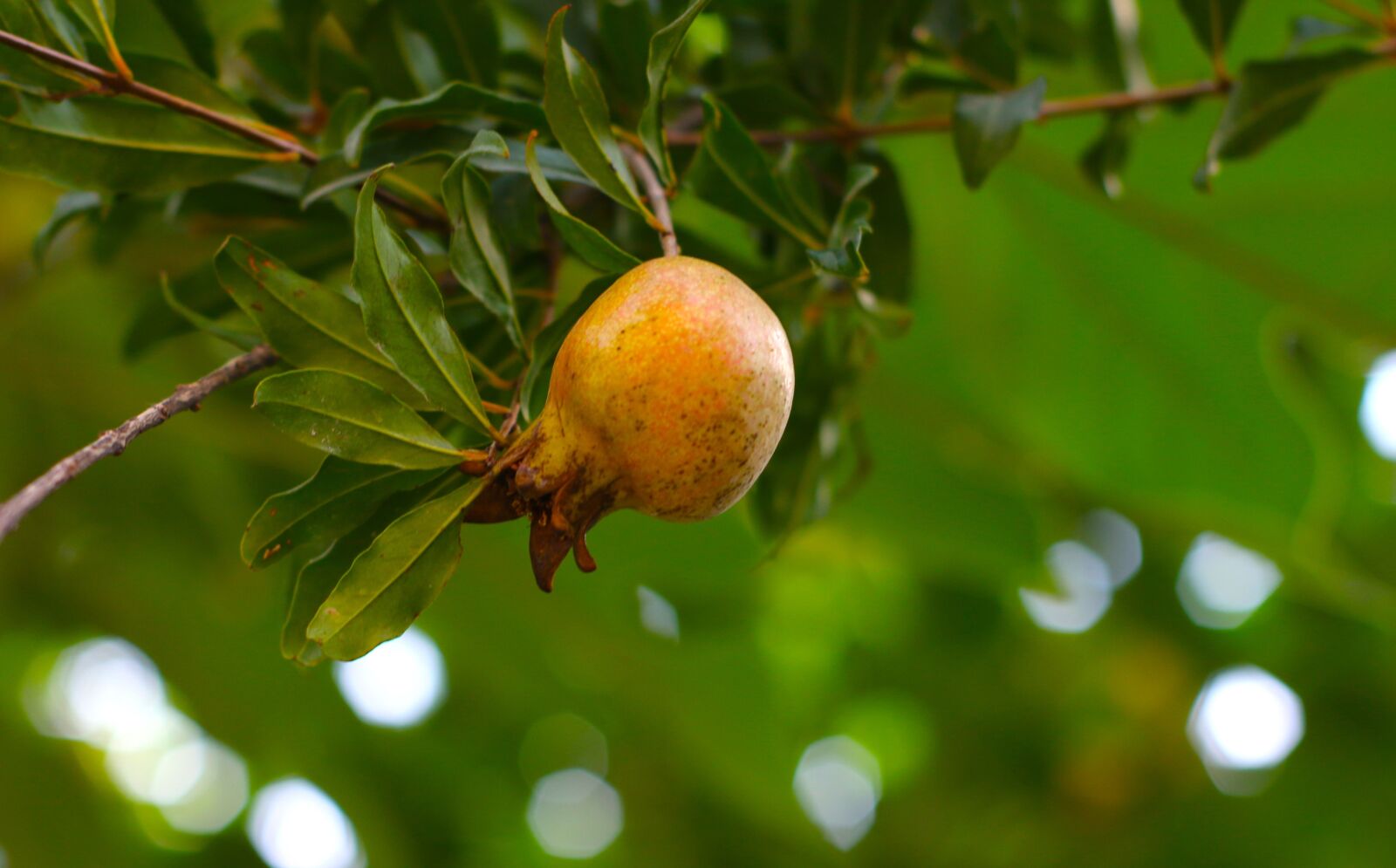 Canon EOS 70D sample photo. Fruit, pomegranate, healthy photography