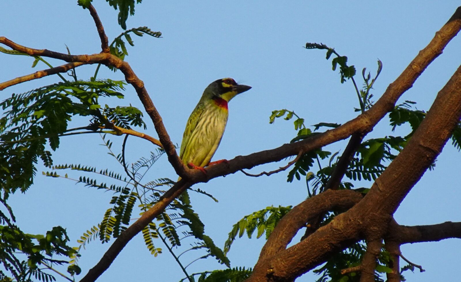 Sony DSC-WX800 sample photo. Coppersmith barbet, crimson-breasted barbet photography