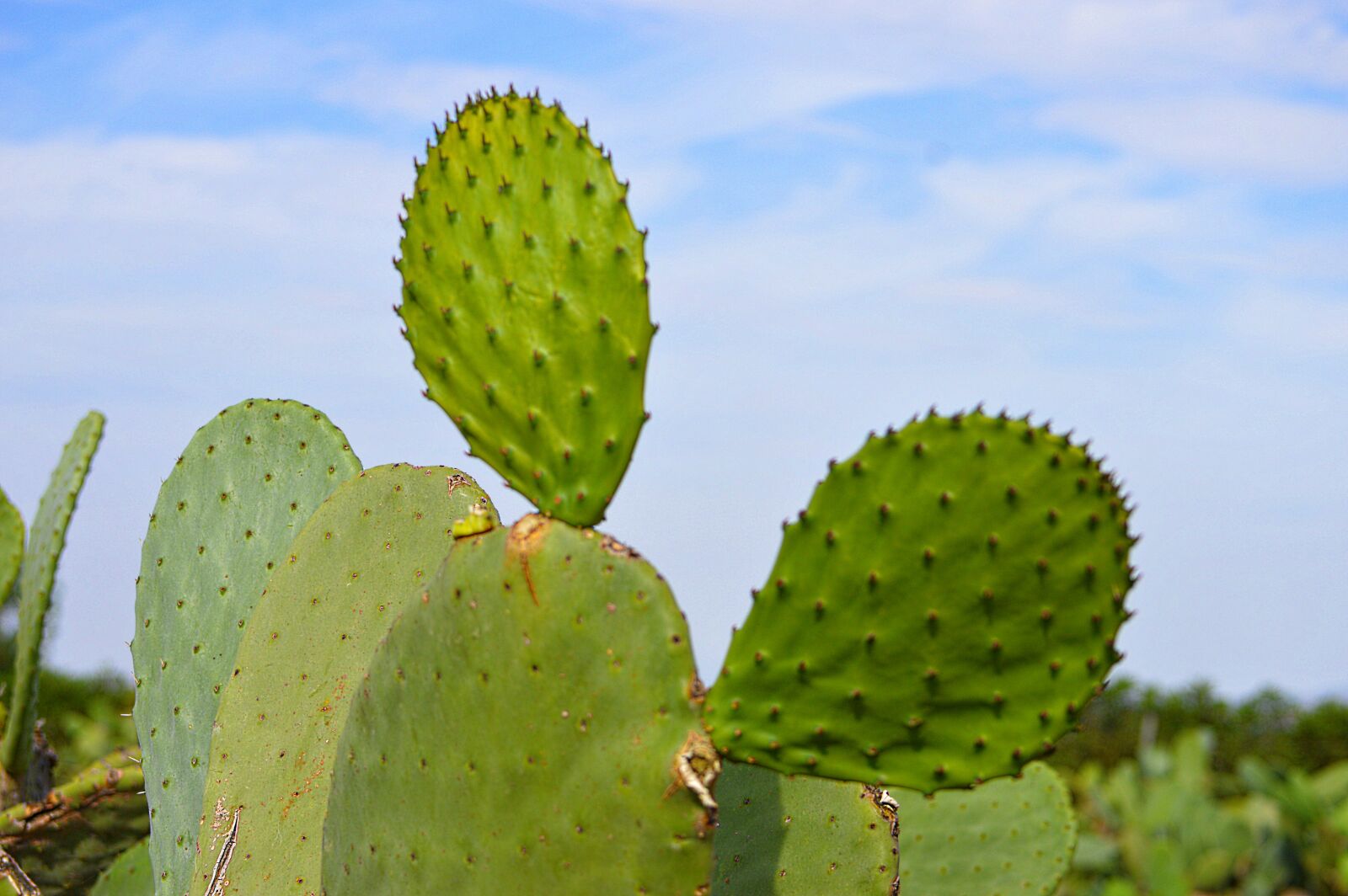 Nikon D3200 sample photo. Prickly pear cactus, cactus photography