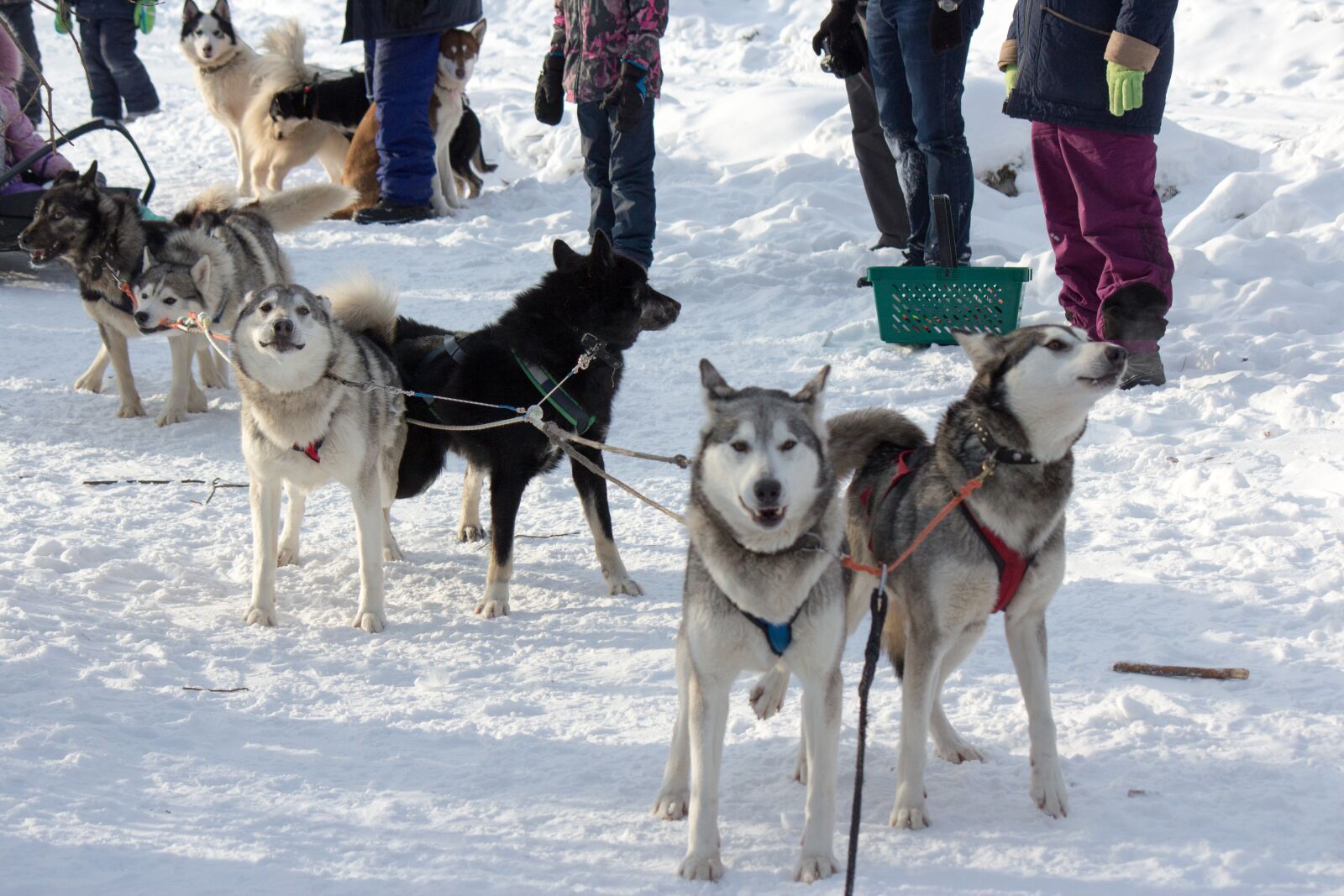 Canon EOS 600D (Rebel EOS T3i / EOS Kiss X5) sample photo. Dog, sani, husky photography