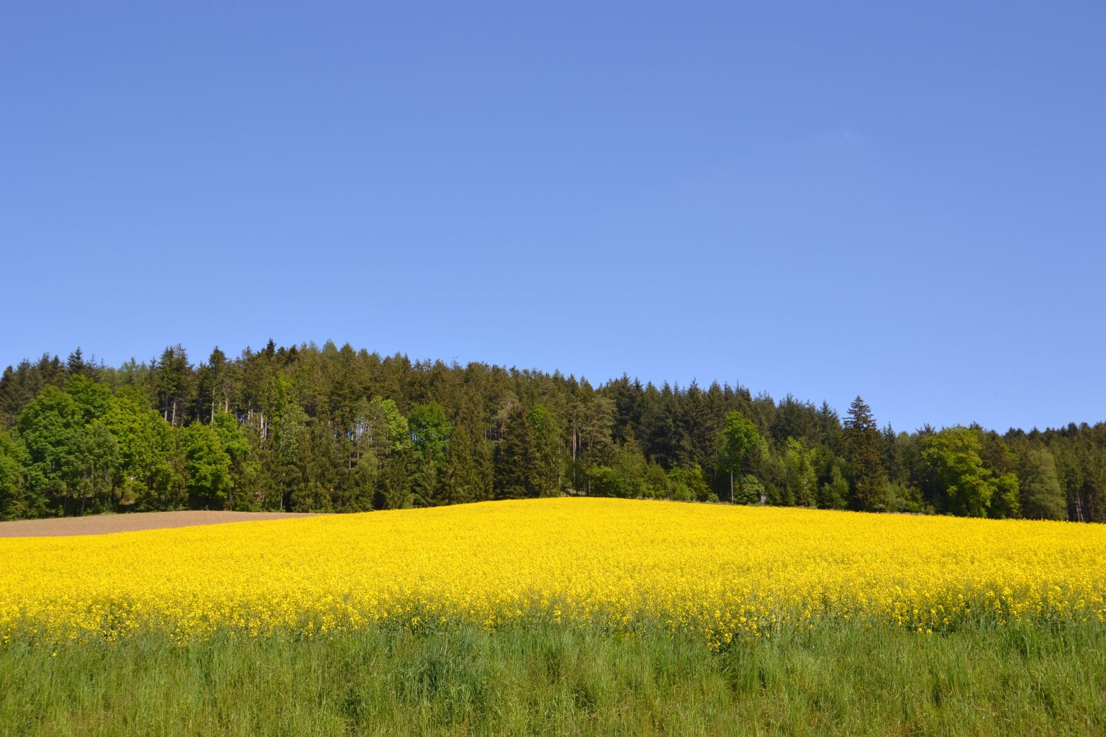 Nikon D3100 sample photo. Field, field of rapeseeds photography