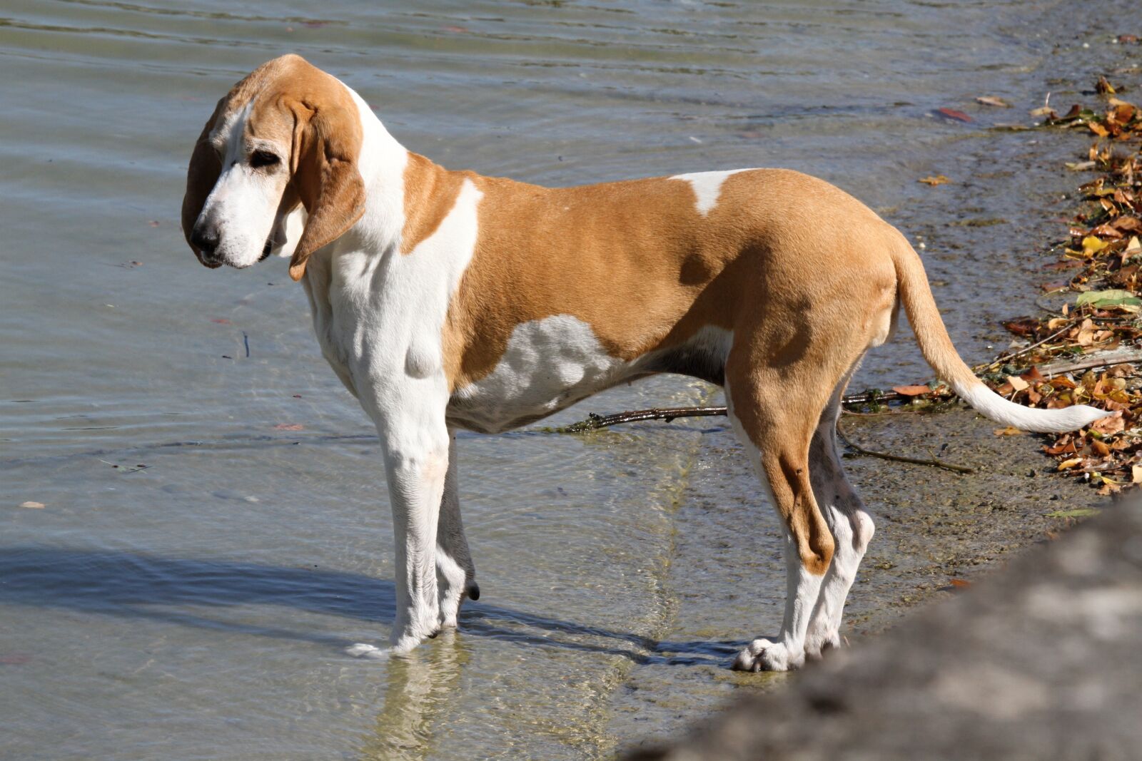 Canon EOS 7D sample photo. Dog, water, lake photography