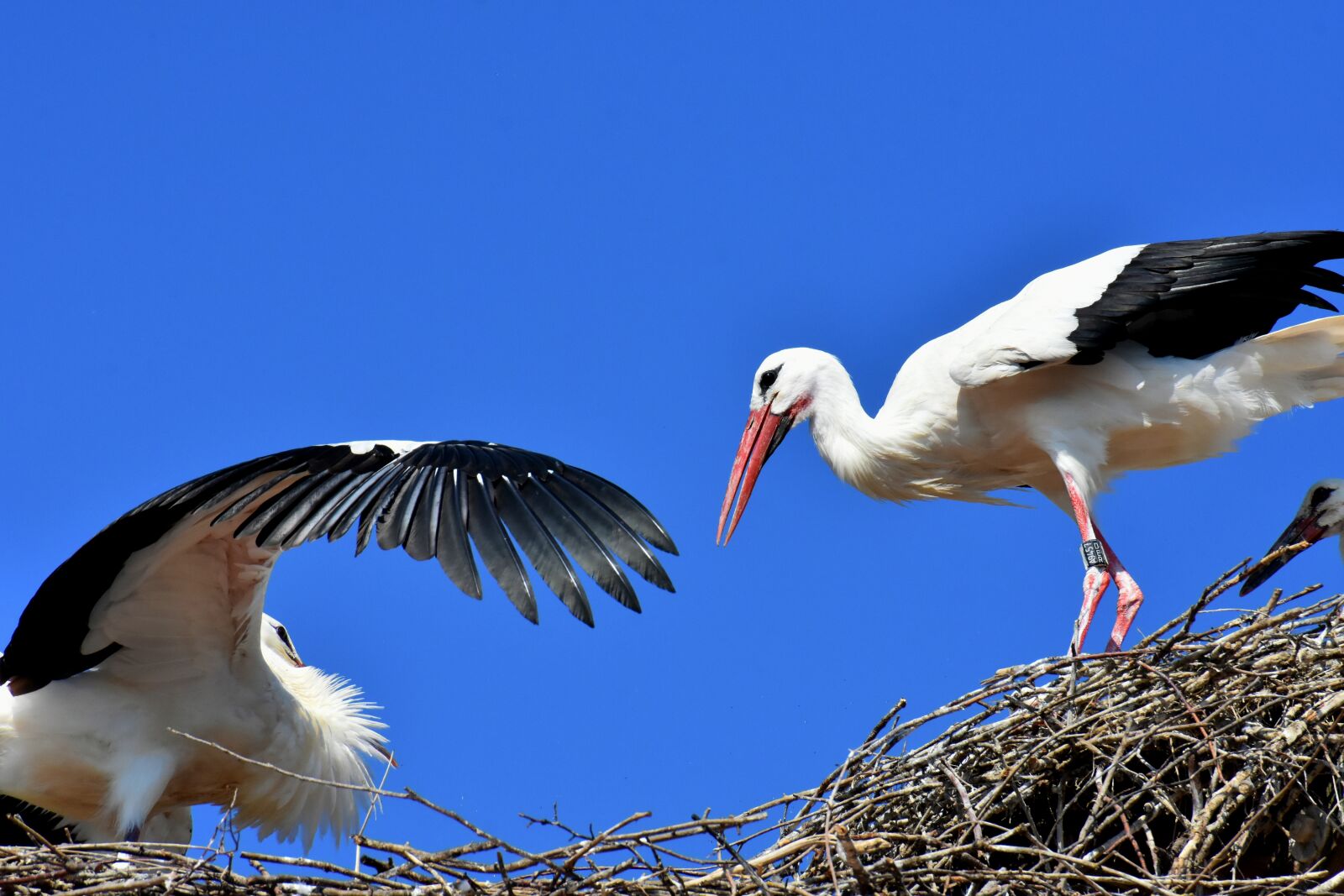Nikon D7200 sample photo. Stork, flying, wing photography