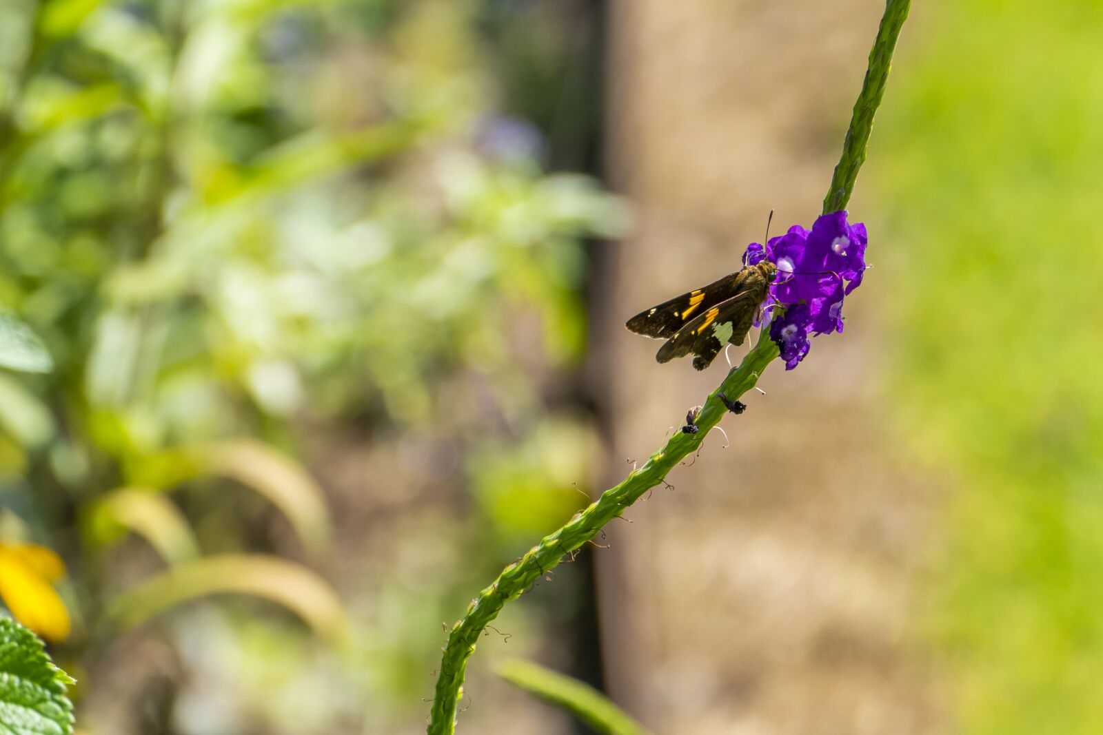 Panasonic Lumix DMC-FZ1000 sample photo. Butterfly, purple flowers, pollinate photography