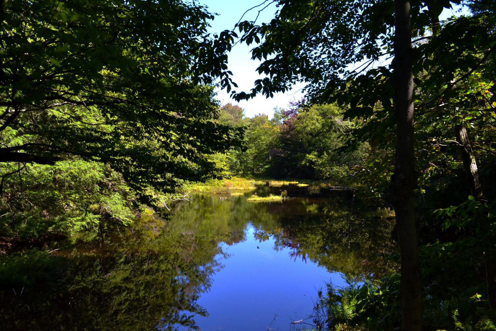 Nikon D3100 sample photo. Swamp, water, landscape photography