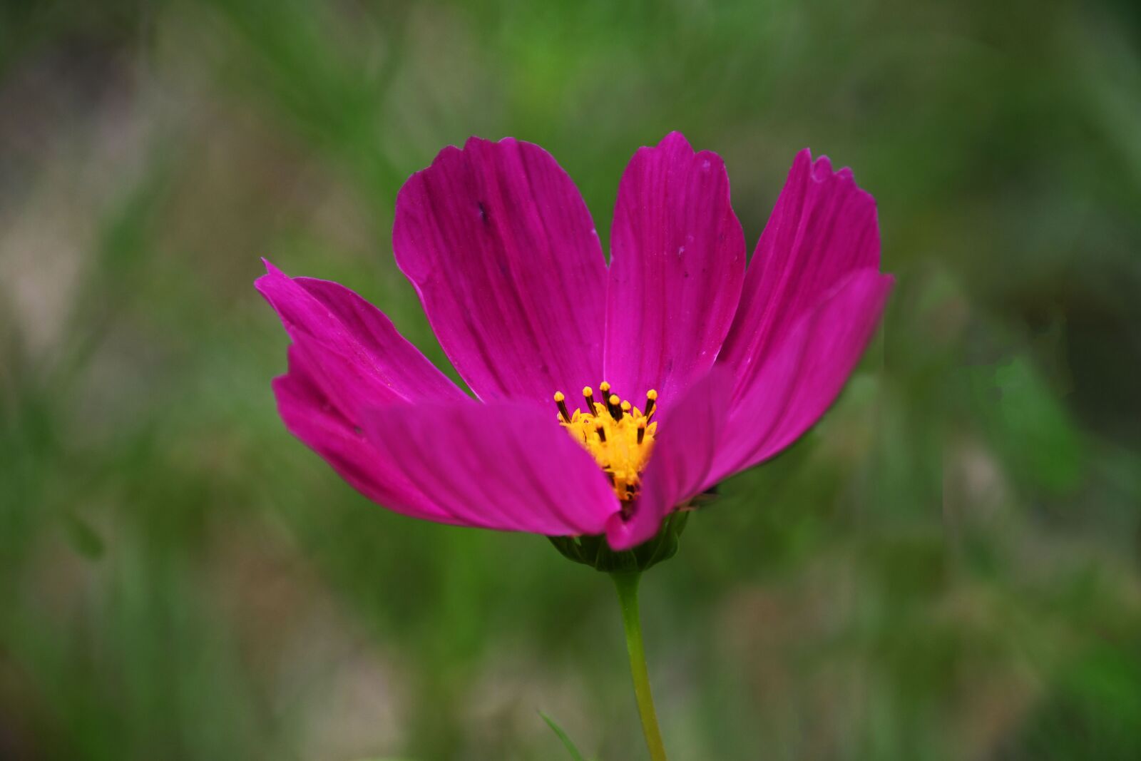 Nikon D7500 sample photo. Flower, purple, nature photography